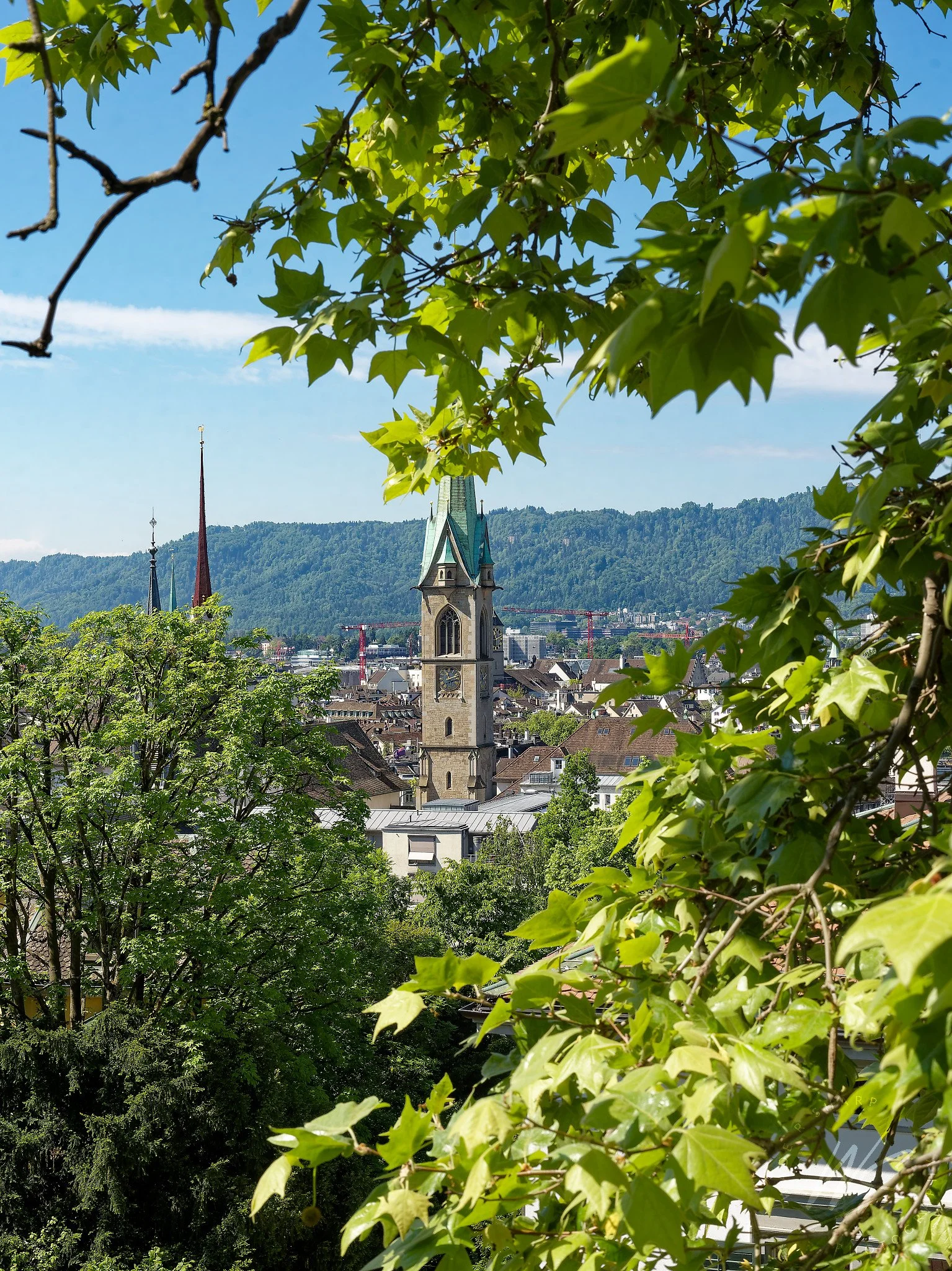 St. Peter's Church tower framed by summer foliage, Zurich, Switzerland. St. Peter's is home to one of the largest clock faces in Europe, with a diameter of 8.7 metres. The red spire of the Predigerkirche and the green spire of the Fraumünster are vis