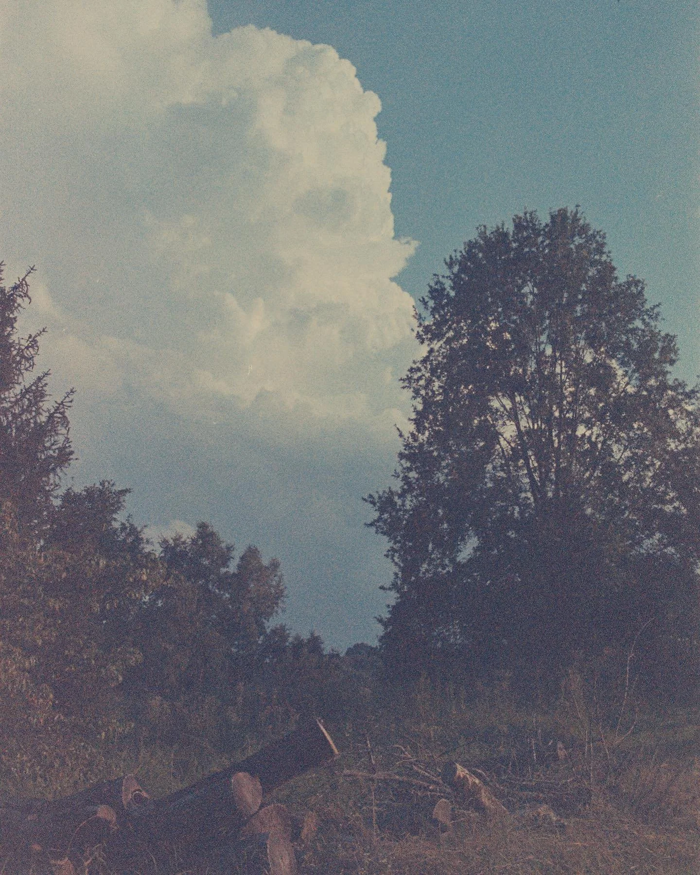 The only halfway decent shots from my latest (expired) roll🥴 It EXPIRED in 1983 so🤷&zwj;♀️take what I can get.