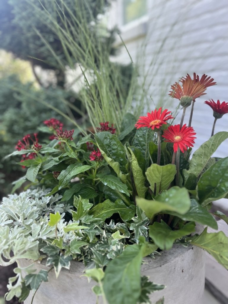 E8566A92-8785-4599-A7C4-4AD58C694BC2_1_105_c.jpeg