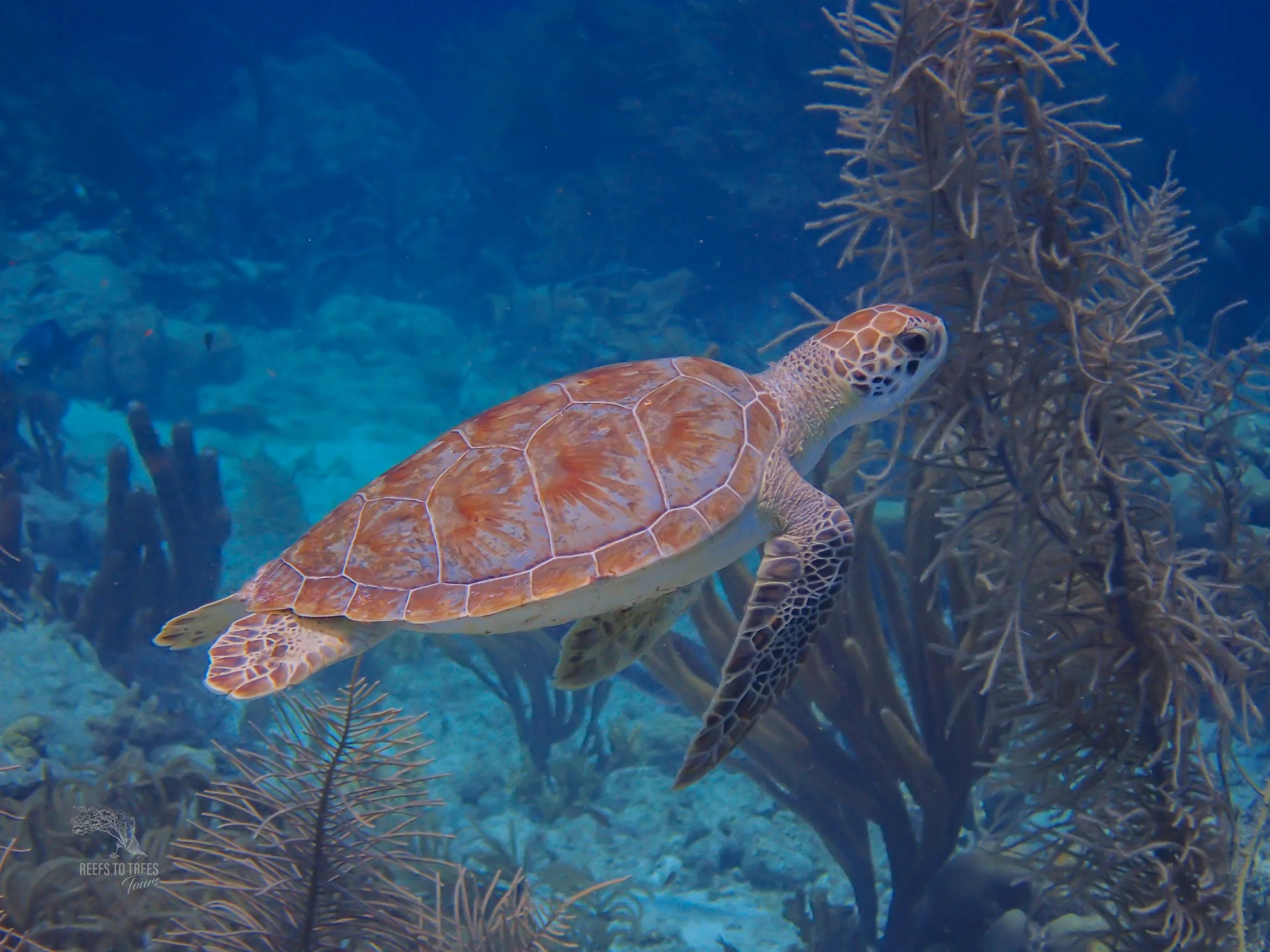 Green turtle