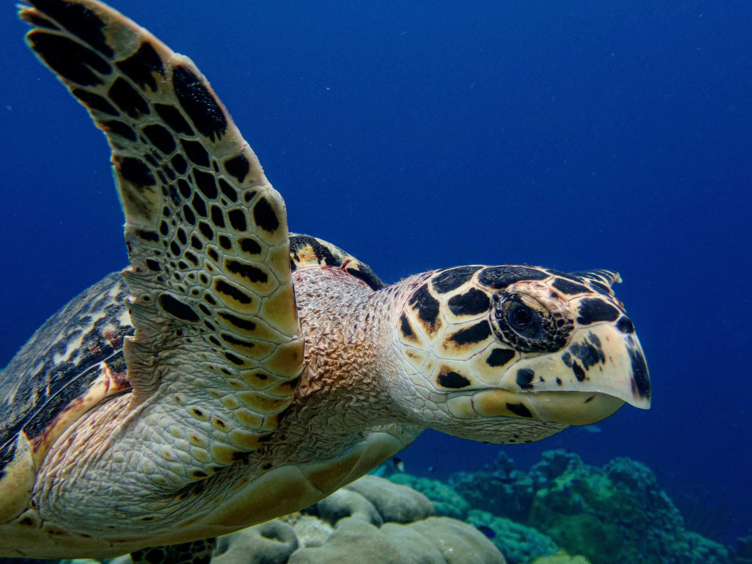 Turtles of Bonaire: Ancient Swimmers, Modern Threats