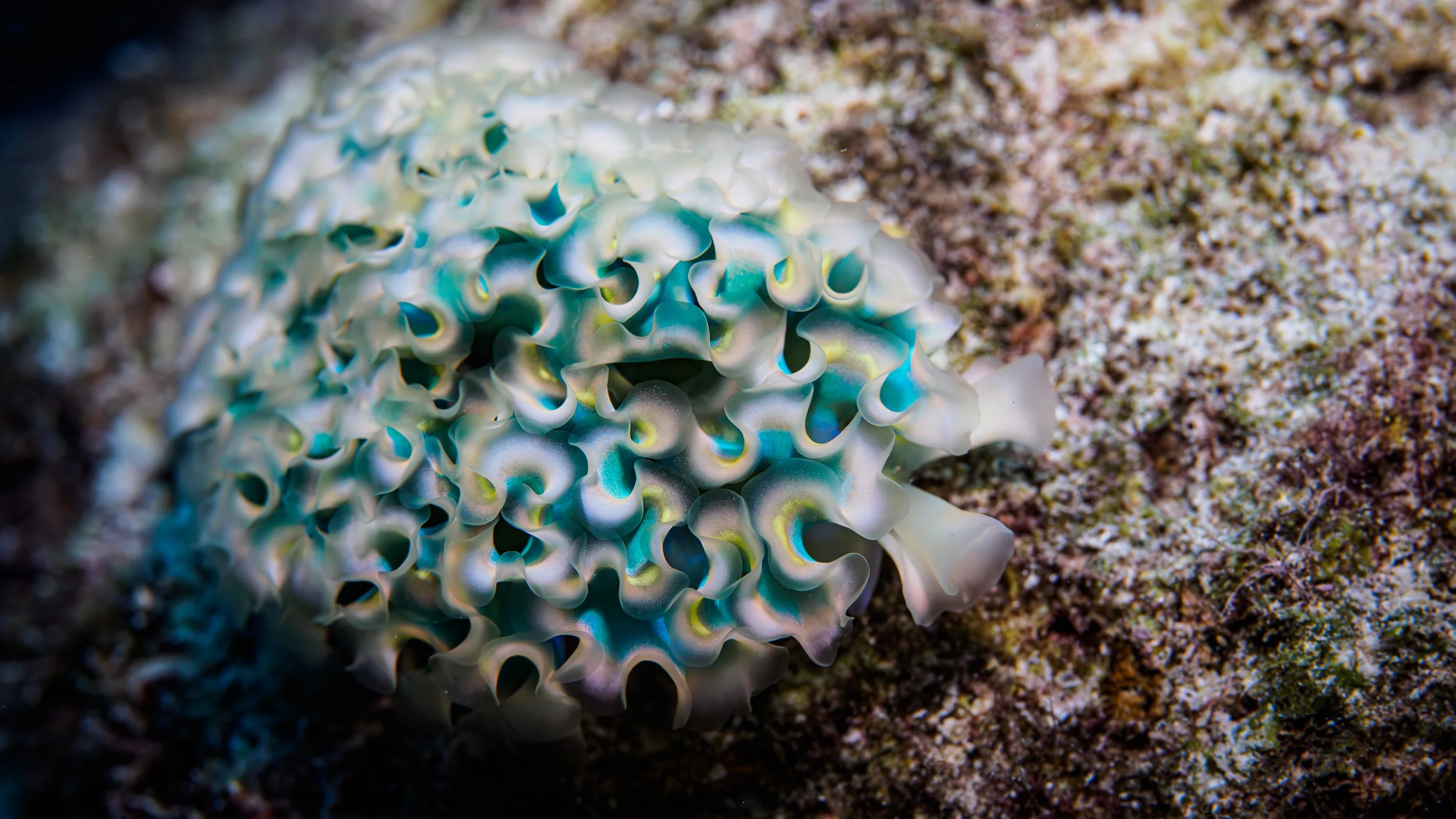 Blink and You’ll Miss Them: The Reef’s Tiny Stars