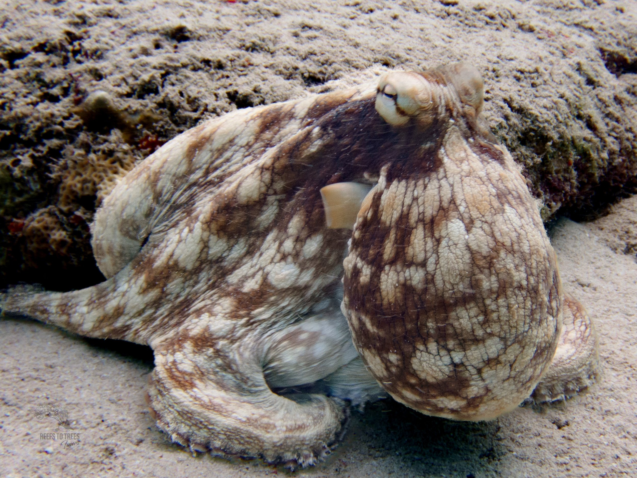Octopus