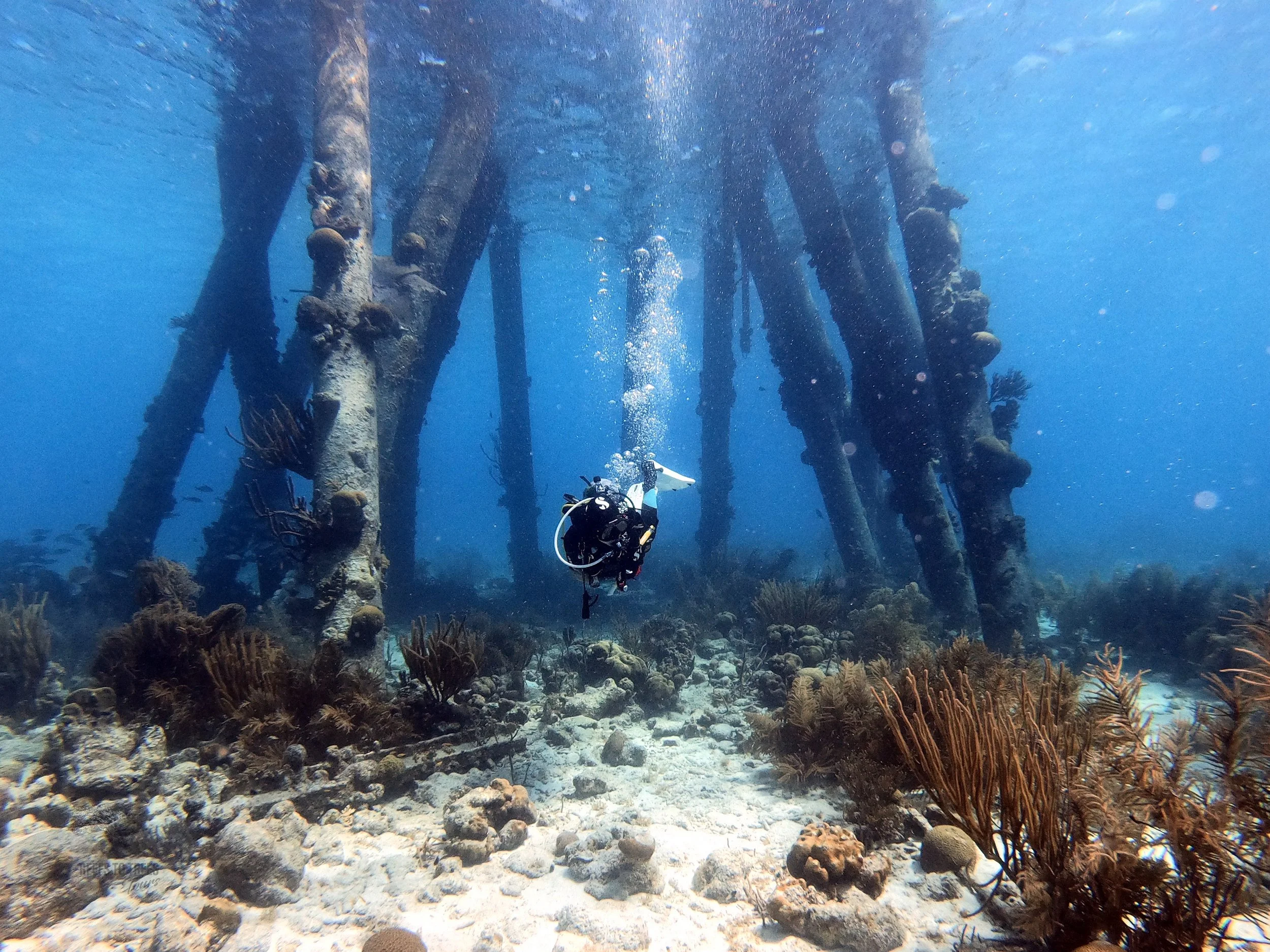 SCUBA diving the salt pier in Bonaire