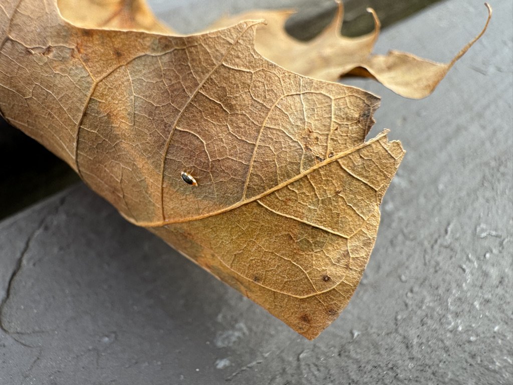 161505DE-166A-44EB-ACA8-44D88546AF8F_1_105_c.jpeg