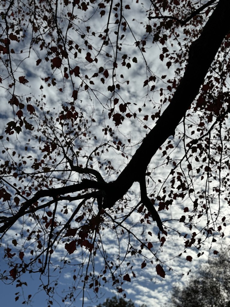 07248194-A77D-4DD6-AAA8-6FA3CA5E1308_1_105_c.jpeg
