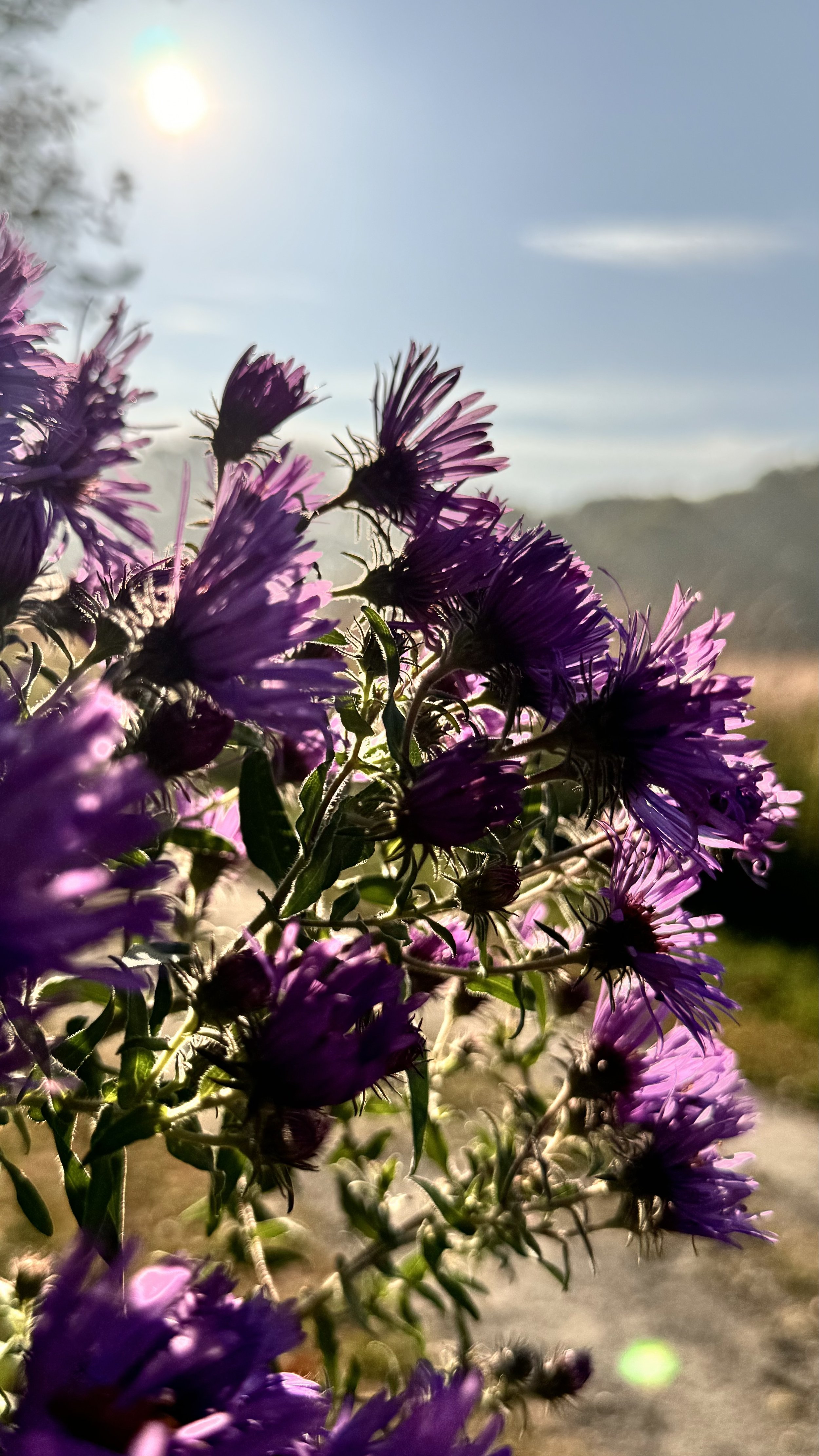 IMG_3202.jpeg