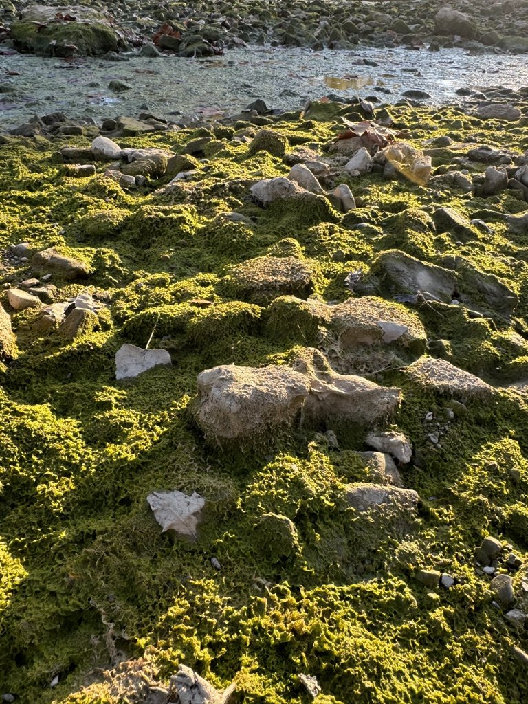 5622A941-0F3D-486C-AE07-6184ABD76D9A_1_105_c.jpeg
