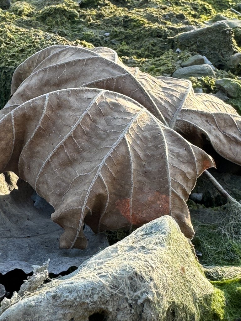 03CAE334-3F2F-433E-B432-EB7DB3478087_1_105_c.jpeg