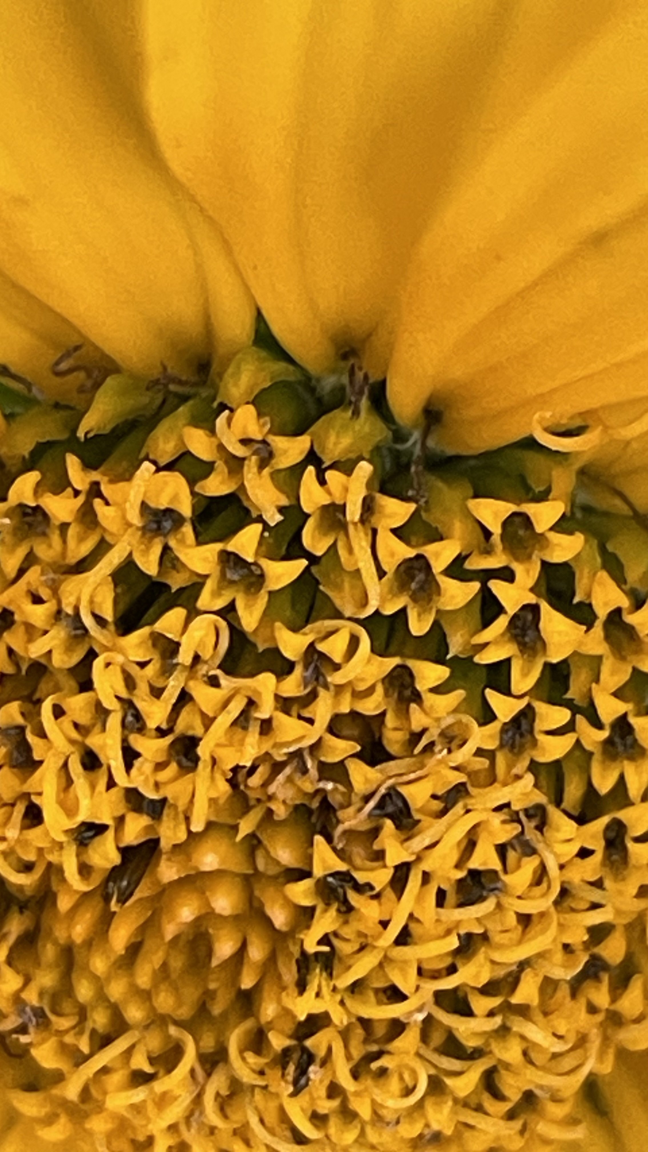 IMG_1705.jpeg