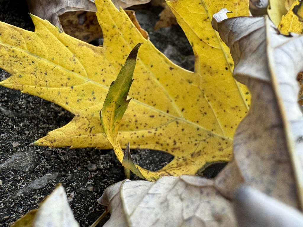 8F7306A2-1F33-4AB9-8CA5-84C5AEE89149_1_105_c.jpeg