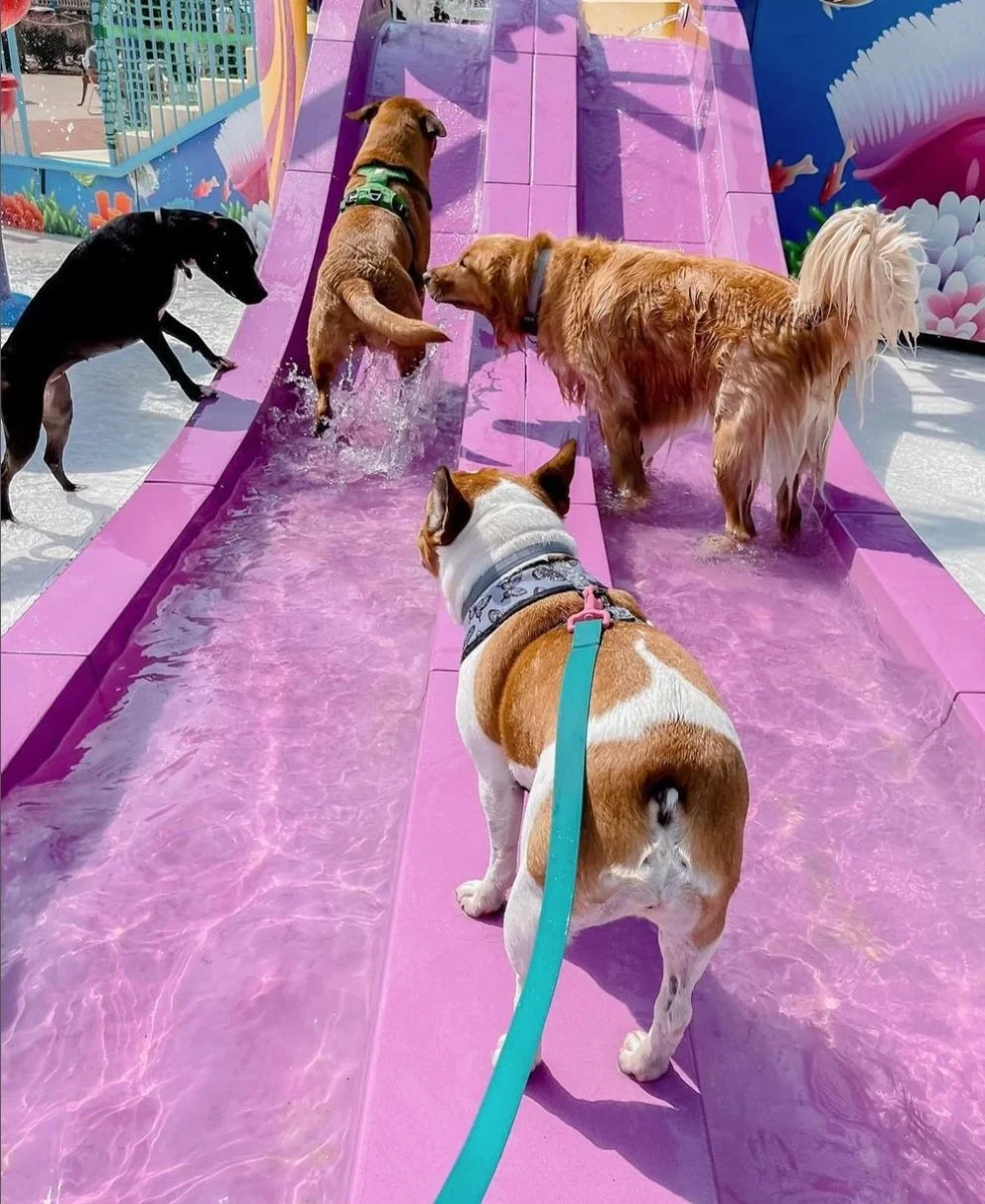 POOCH POOL PARTY