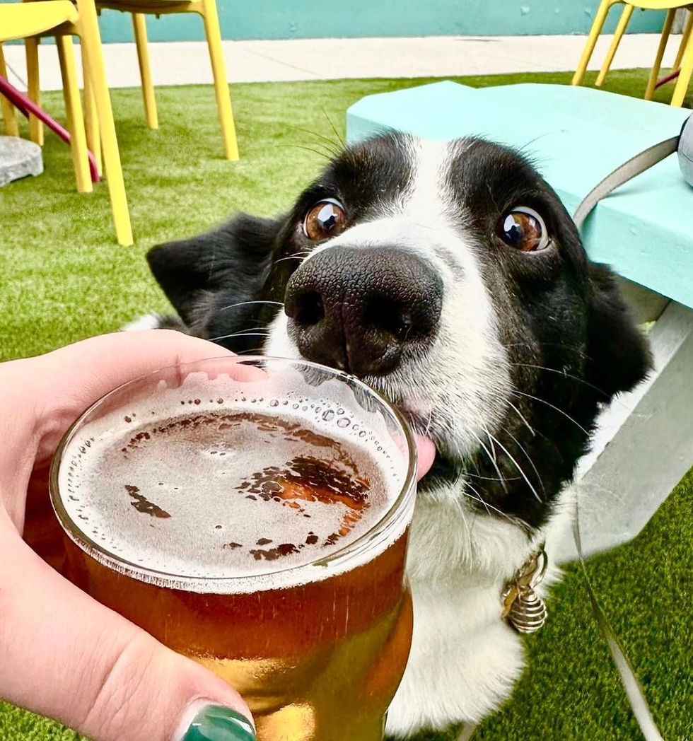 JACKALOPE TAPROOM