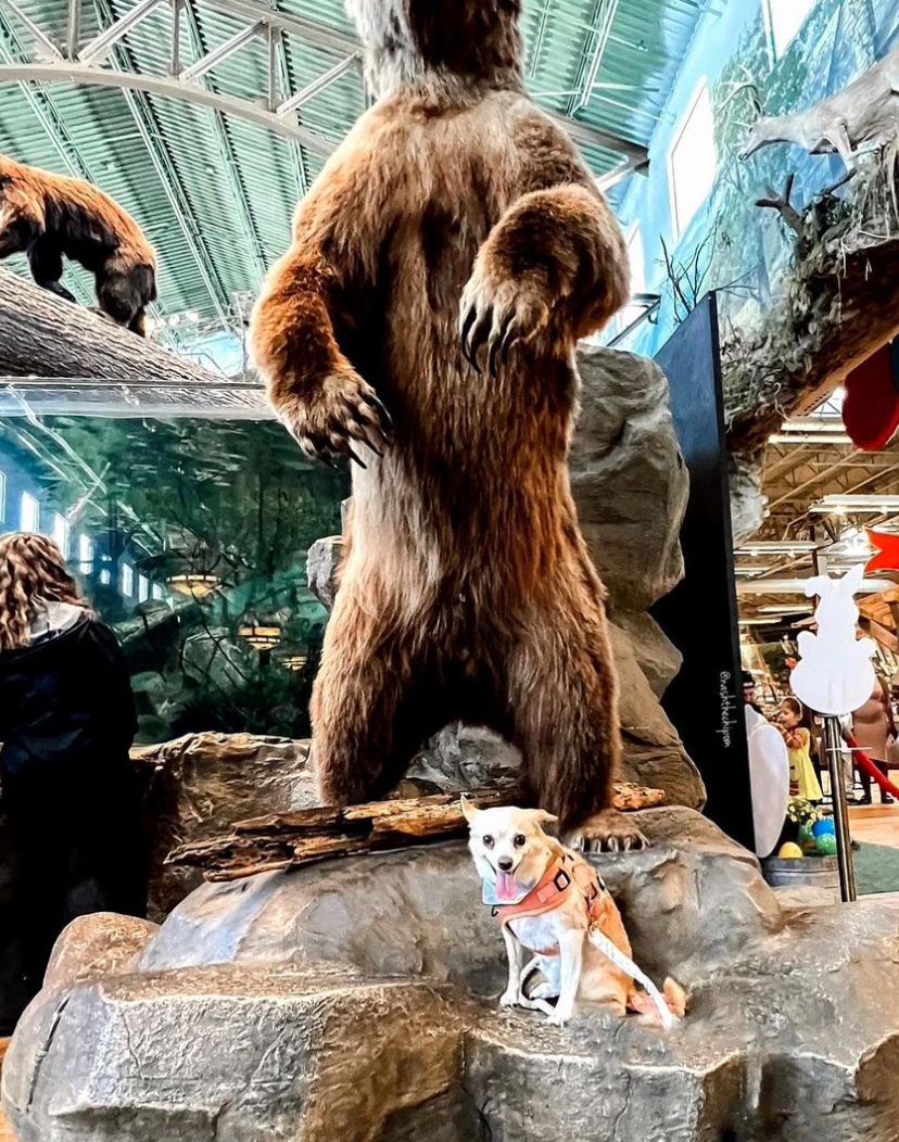 BASS PRO SHOPS