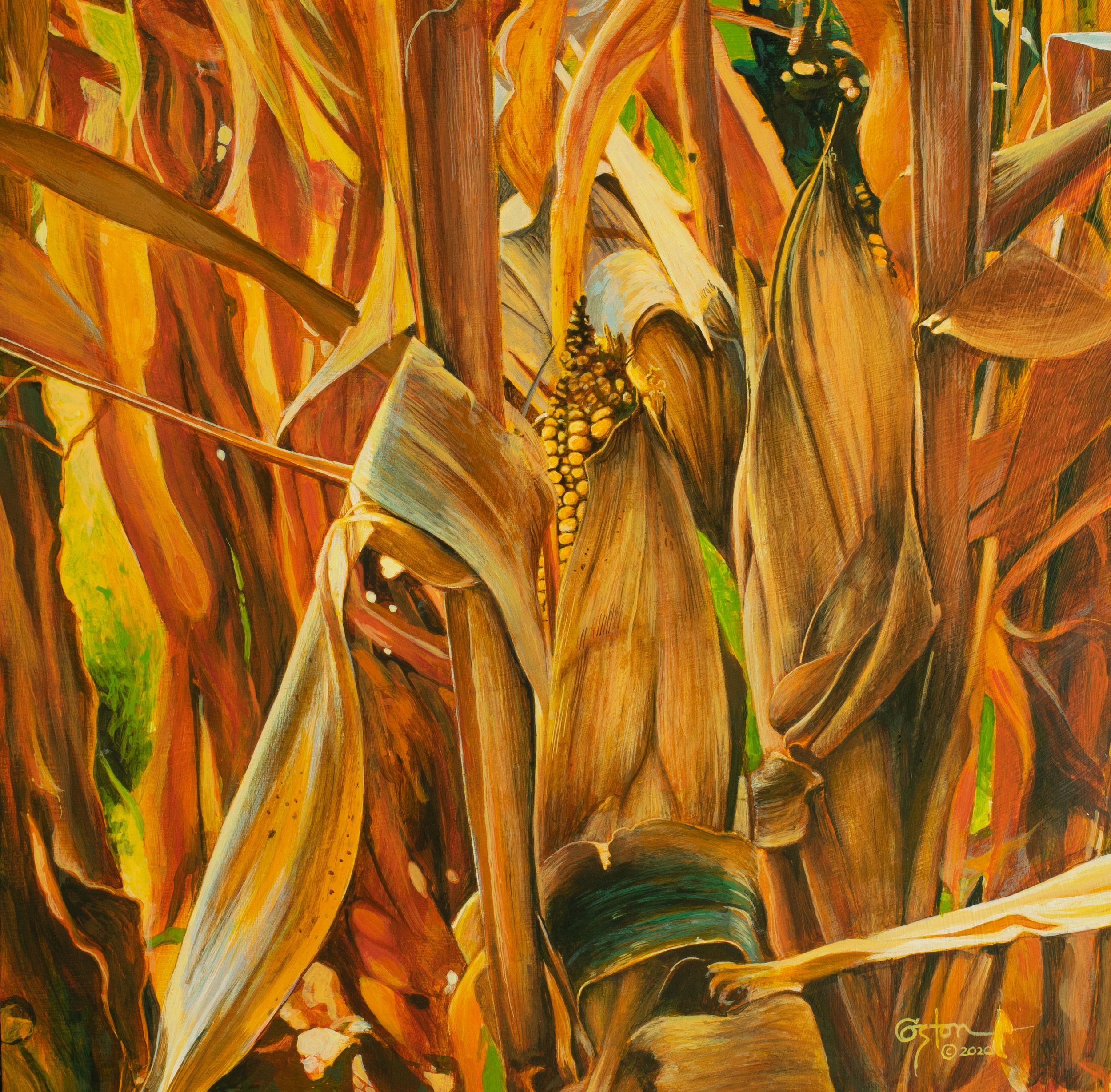 Snaggle-tooth Corn