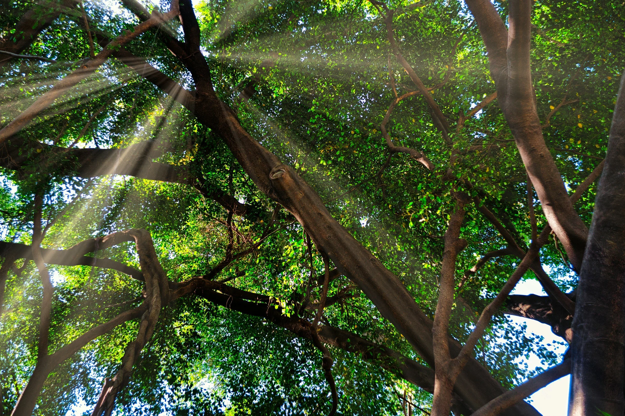 Sunlight filtering through the green leaves of tall trees in a forest canopy.