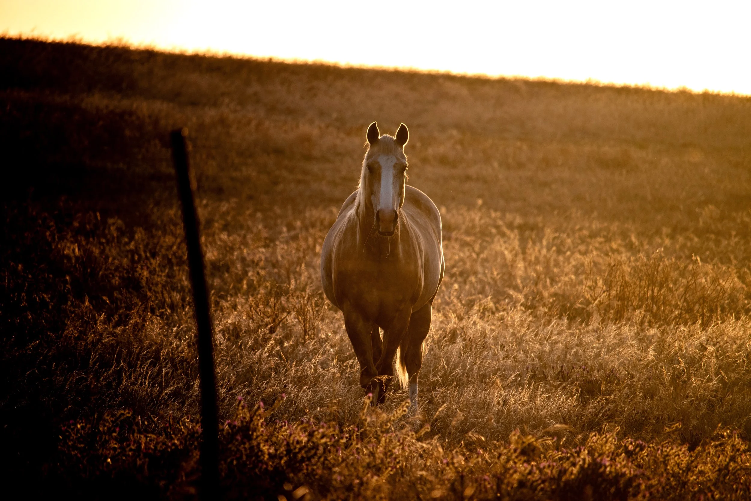 A horse walking in a field at sunset.