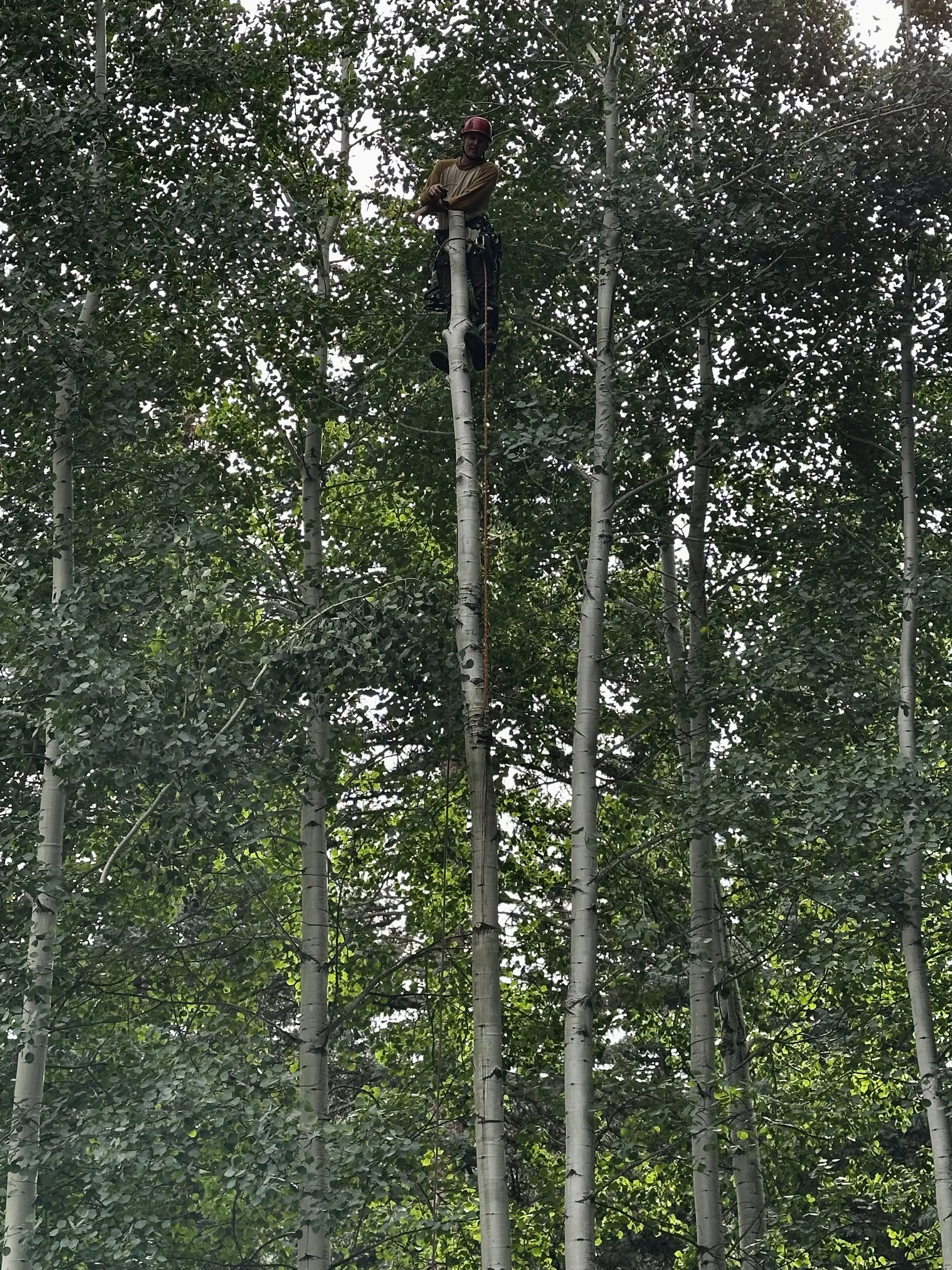 Climbing arborist poses at top of Aspen tree after cutting out the top