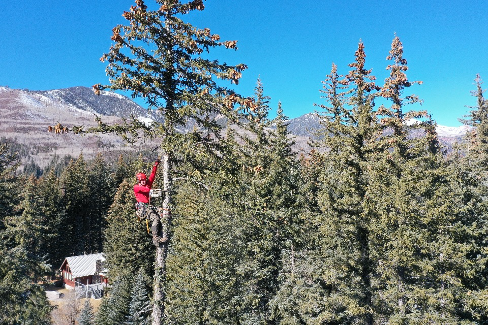 Ariel drone photo of climber using chainsaw to remove the top of a tree