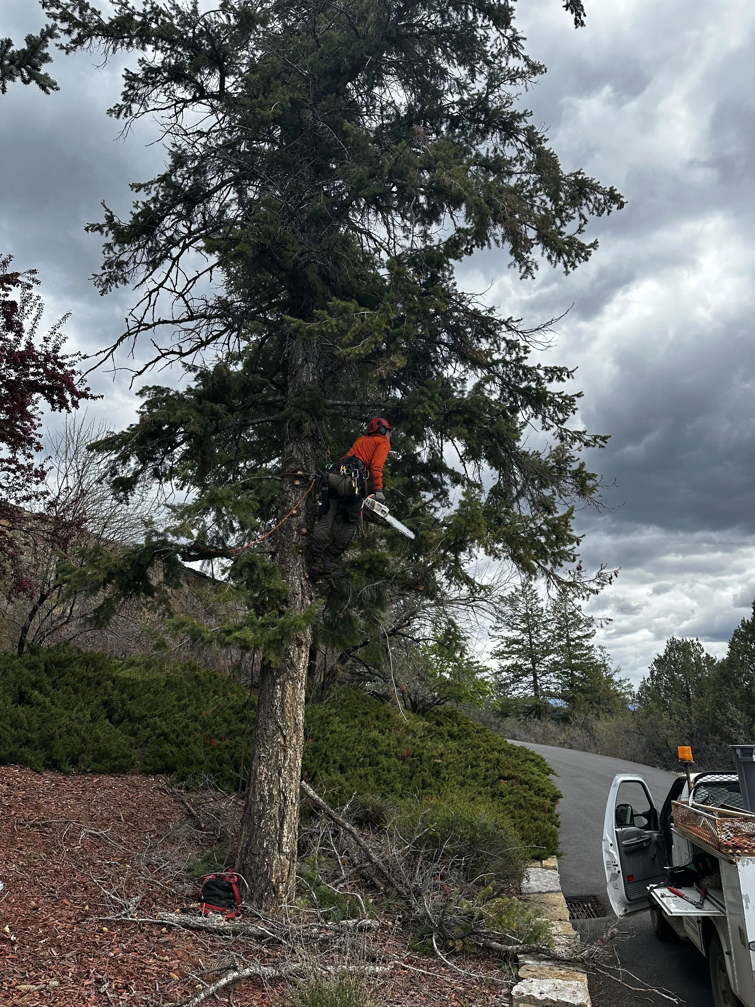 Arborist climbing fir tree with chainsaw in hand