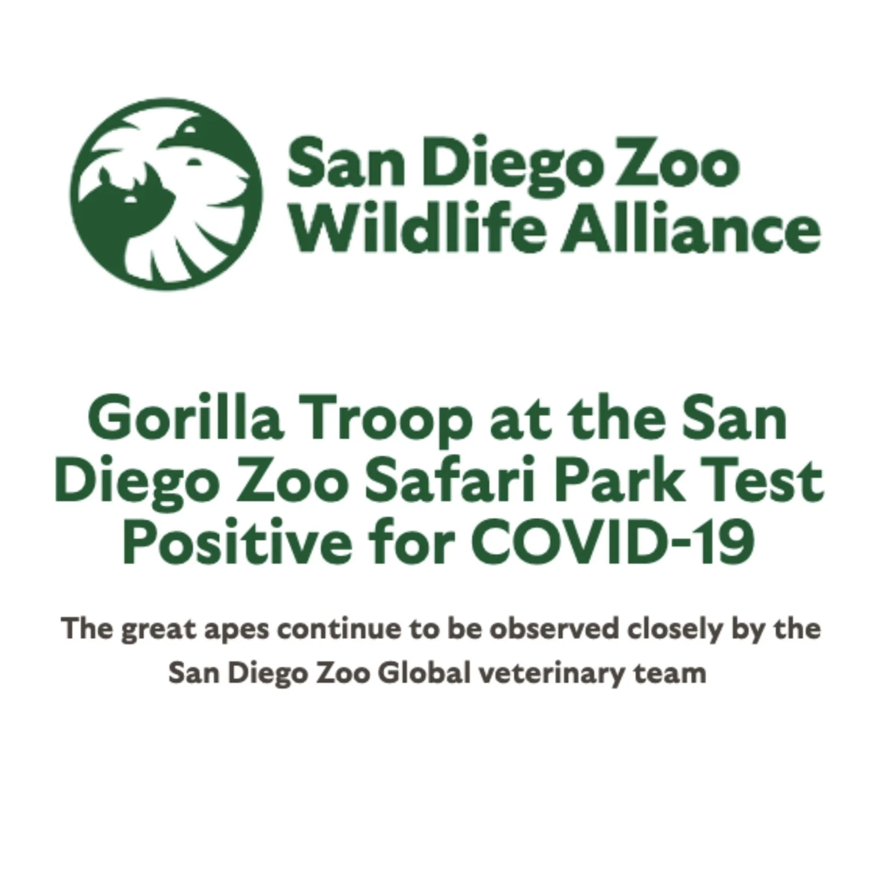 GorillasCovid.jpg