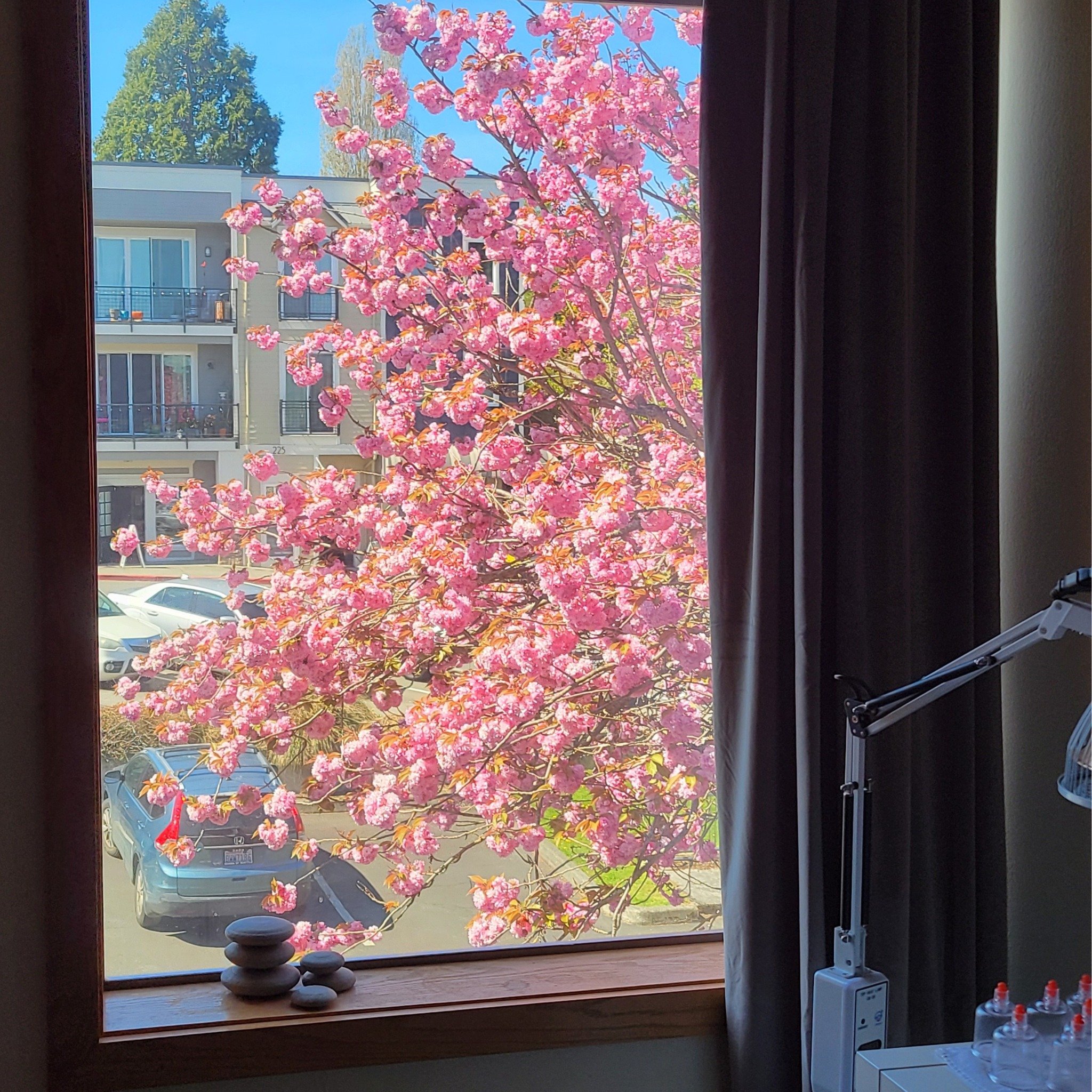 ✨ Last weekend, this beautiful surprise greeted me when I opened the door to my acupuncture room. ✨

As usual, I was rushing to get there, so I didn't notice the tree when I was outside. Opening the door to my room took my breath away. The colors wer