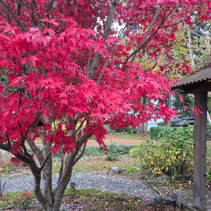 Moving into Winter: Turning Inward 🌊❄️☔

Our descent into Winter has begun. The beautiful Japanese Maple at my home is an amazing timekeeper of the shift from Autumn to Winter. Since I took this photo last Monday, the remaining leaves have darkened 