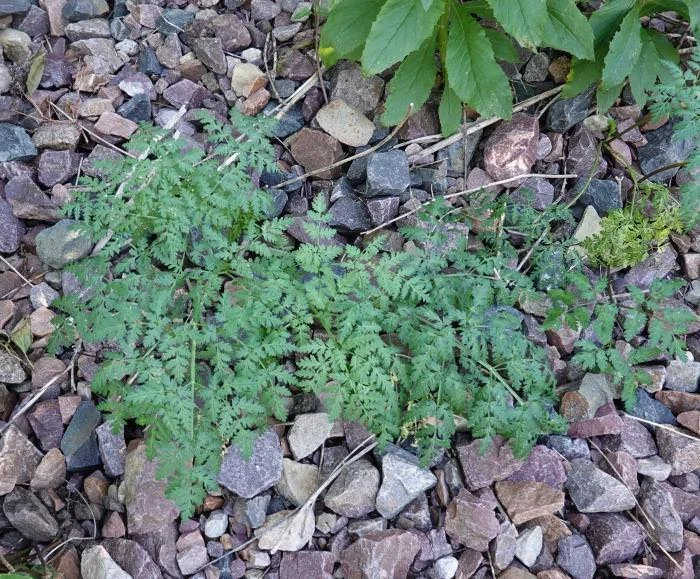Young Poison Hemlock
