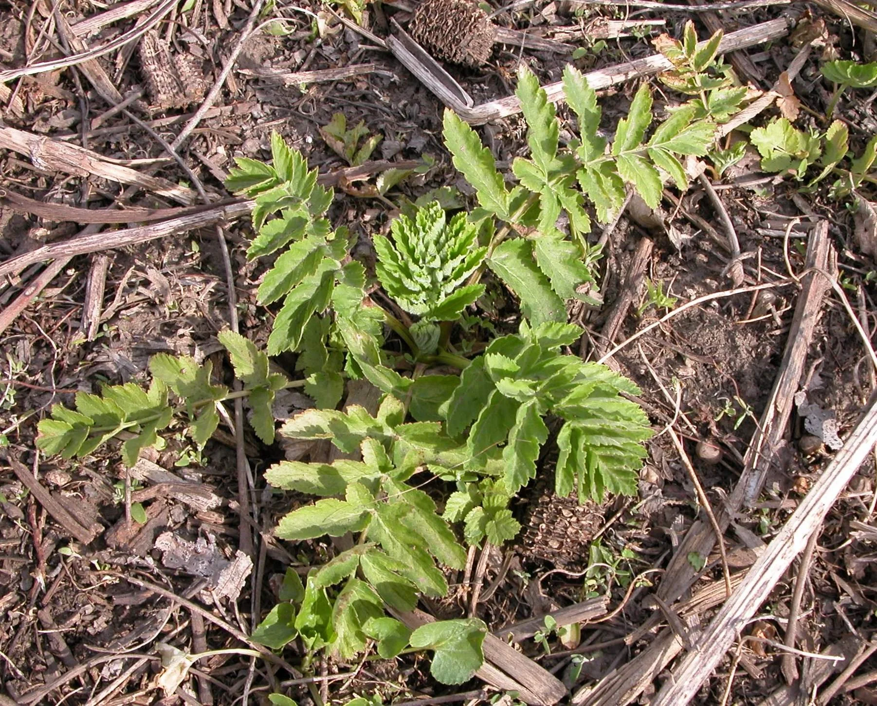 Basal rosette of wild parsnip