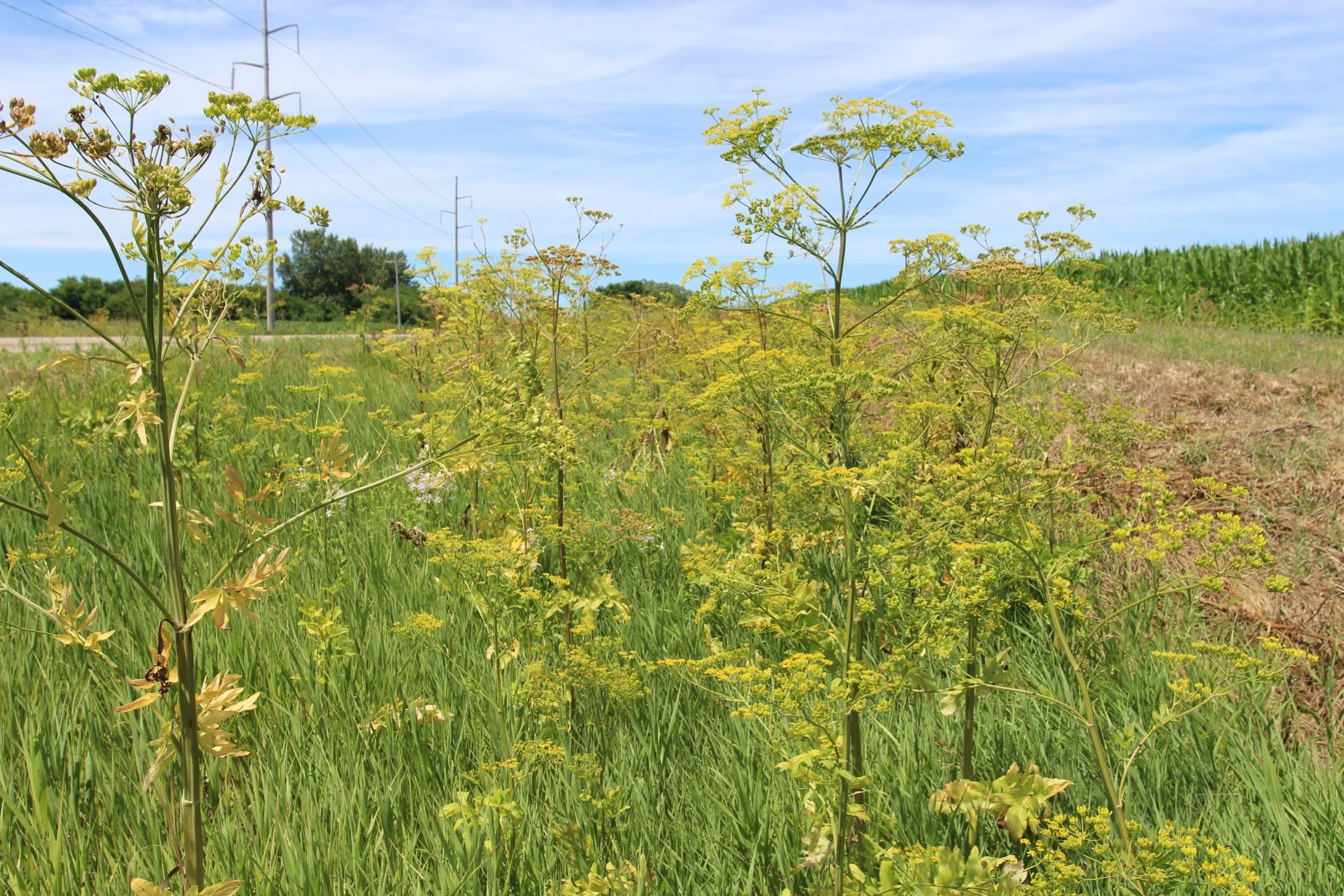 Mature wild parsnip