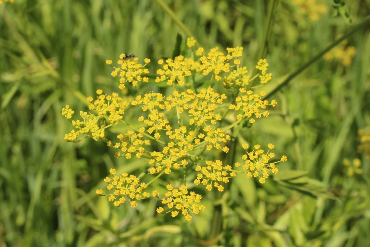 Yellow wild parsnip flowers