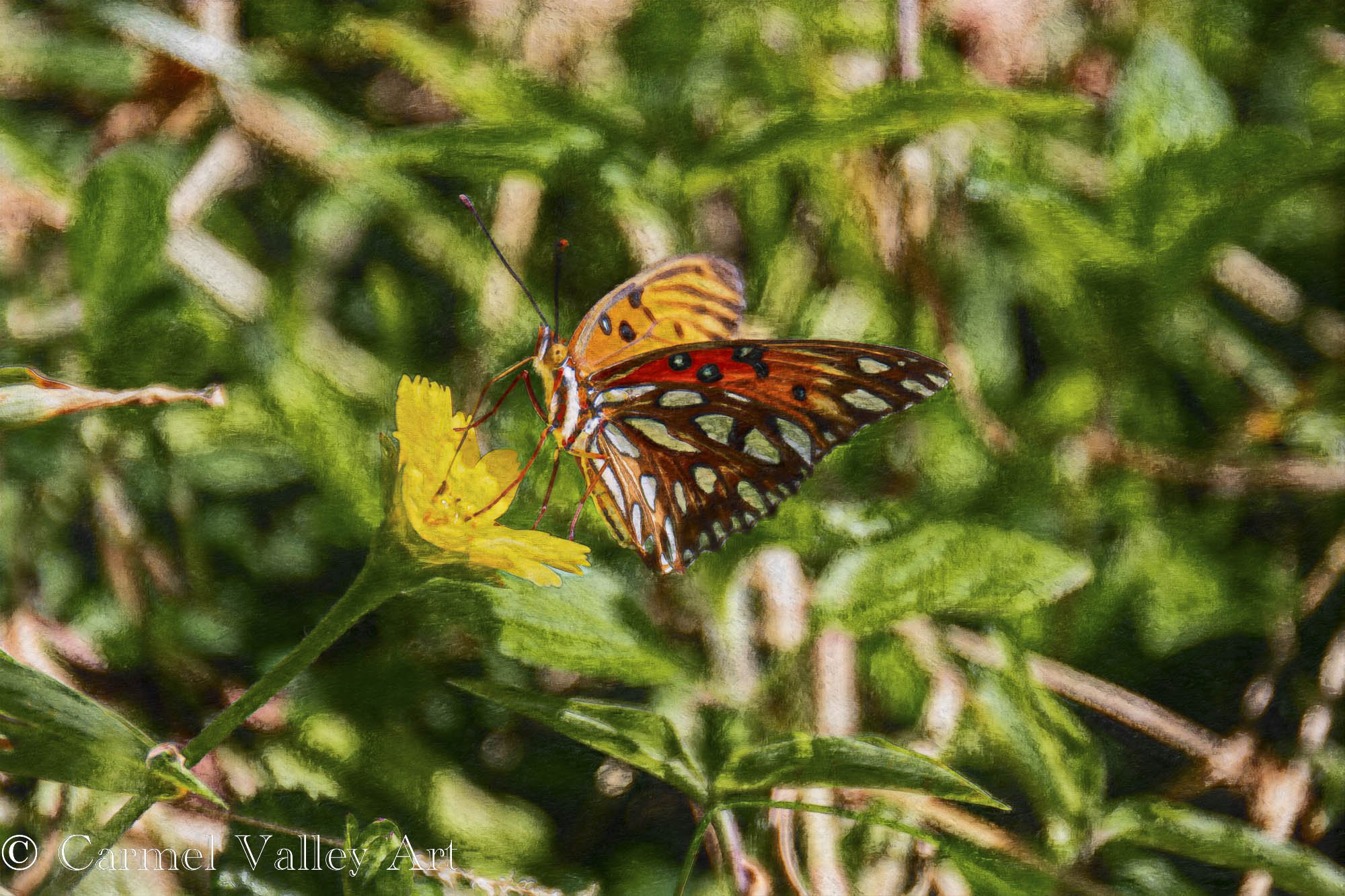 butterfly.jpg