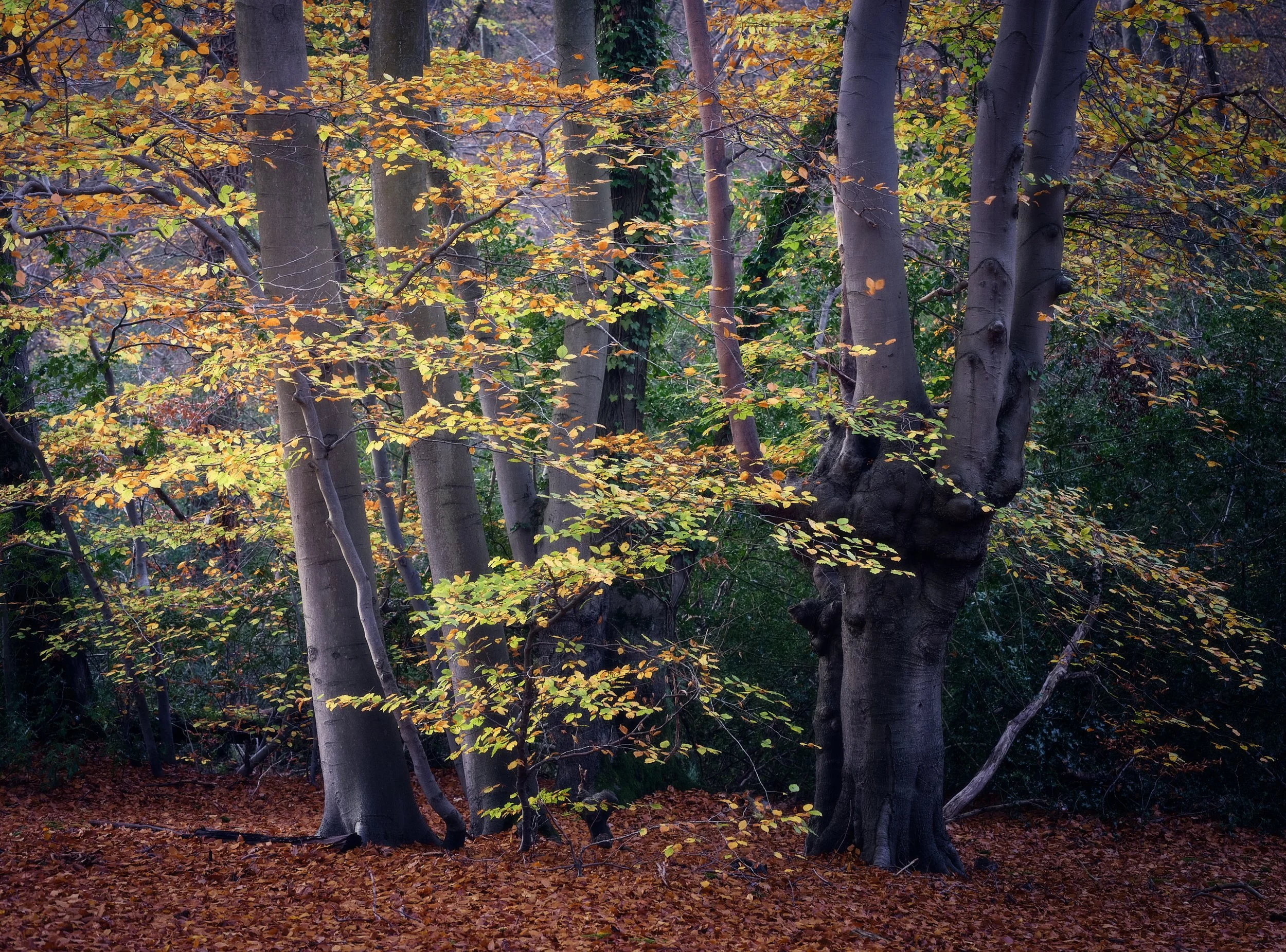 Last Leaves of Autumn