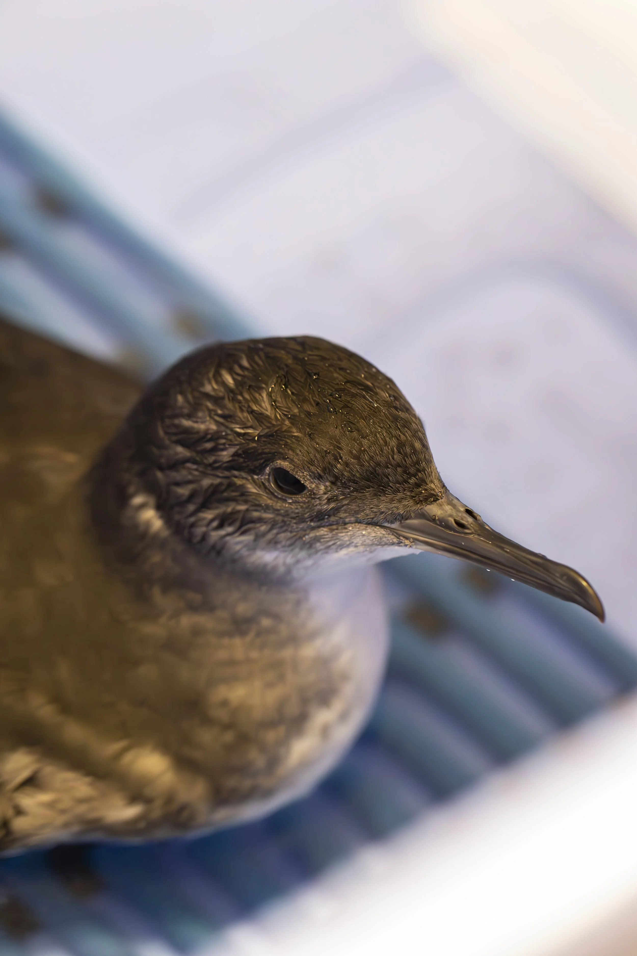 IMG_9510-Enhanced-NR.jpg