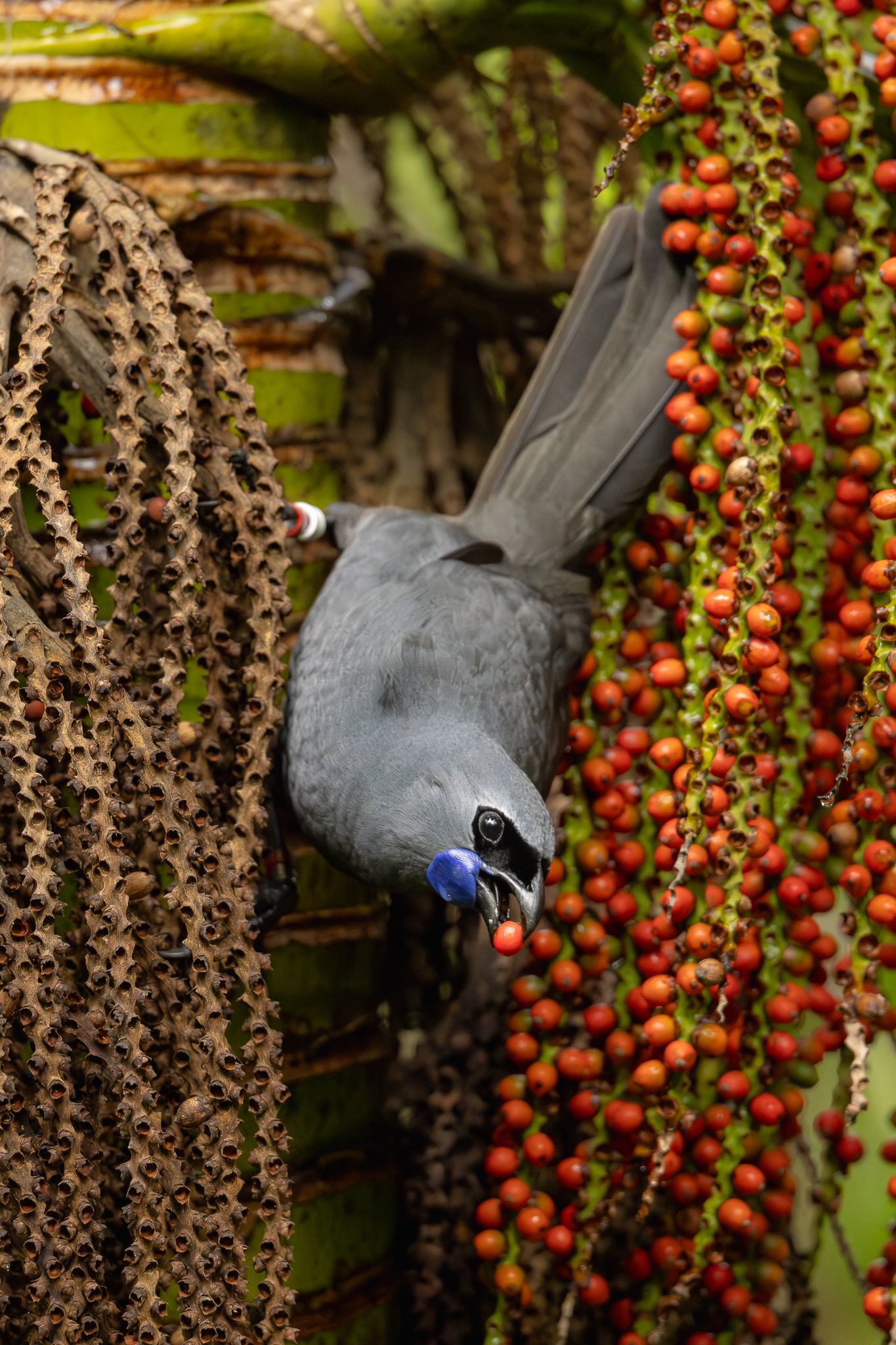 Three Nights in Predator-Free Paradise: Wildlife, Restoration and Remarkable Encounters on Tiritiri Matangi Island