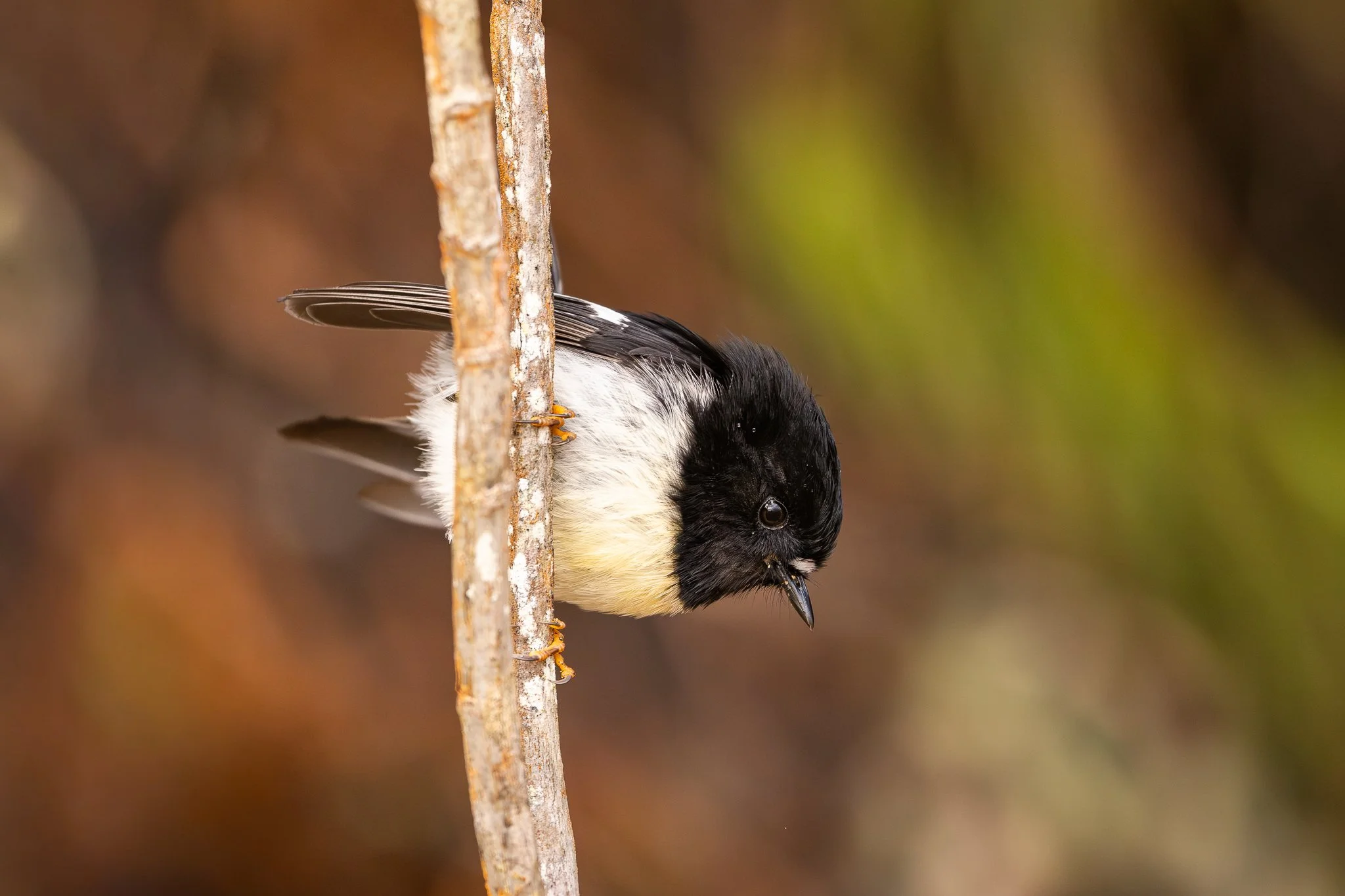 _S8A0795.jpg