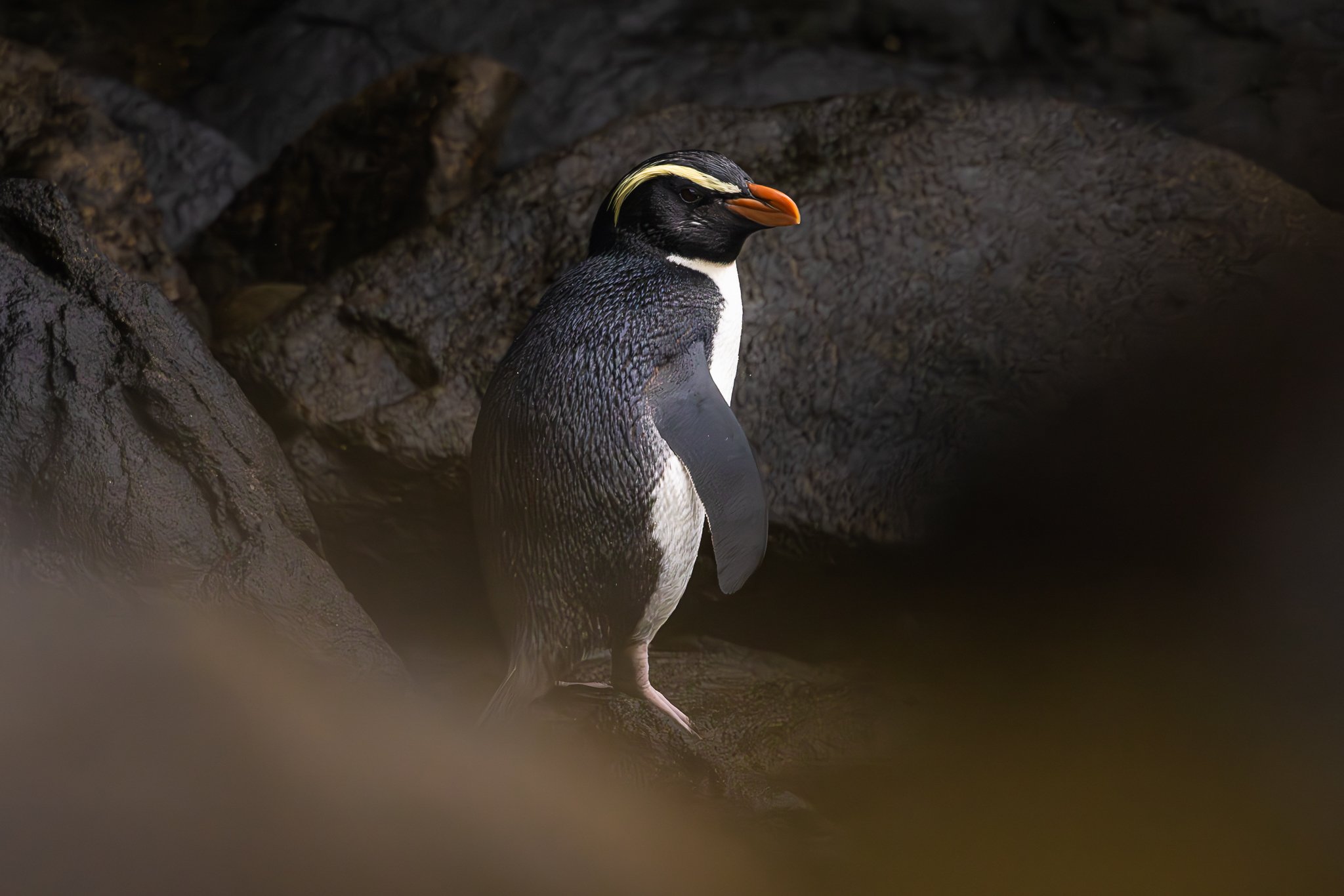 Lost Amongst Southern Forests, Penguins and Sea Lions: My Rakiura Adventure