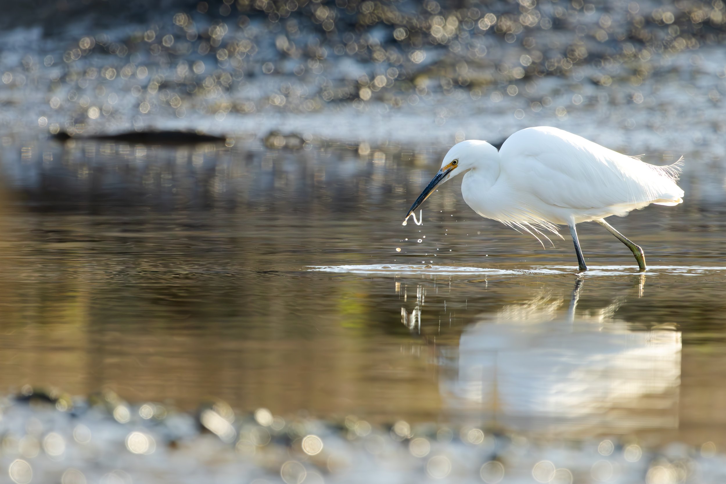 Little Egret Lunch