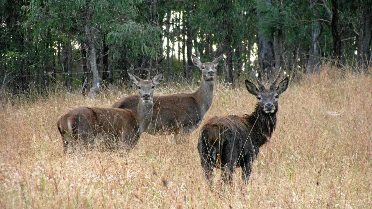 Wild Deer Australia