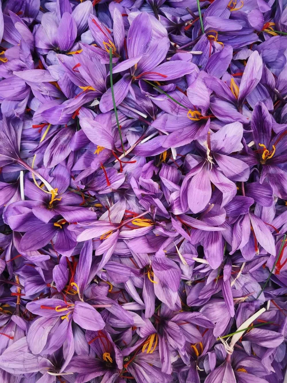 Saffron flowers in bloom – natural remedy for PMS, mood support, and women’s hormonal healt