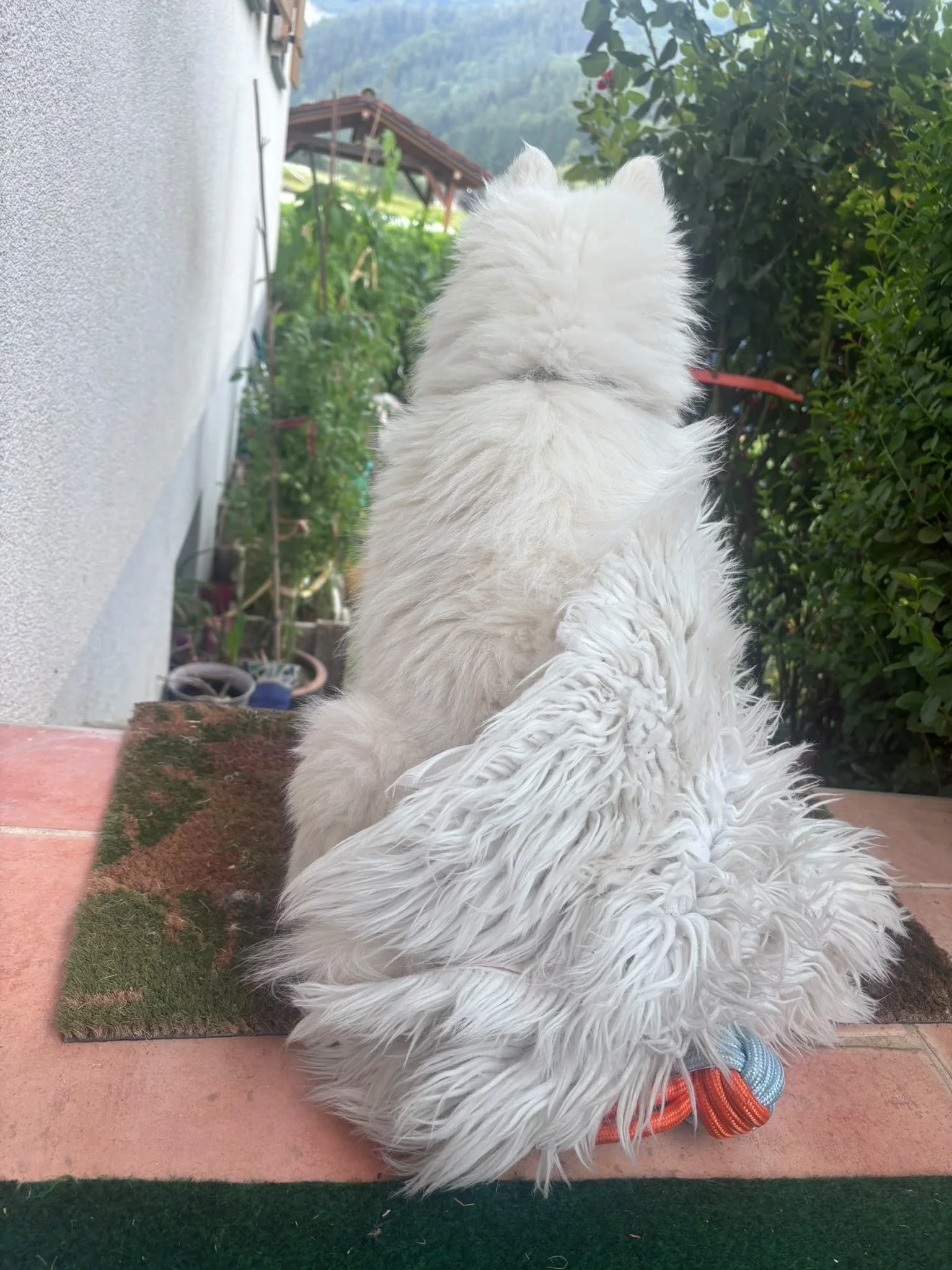 Apollo vom Schneergbergspitz.
