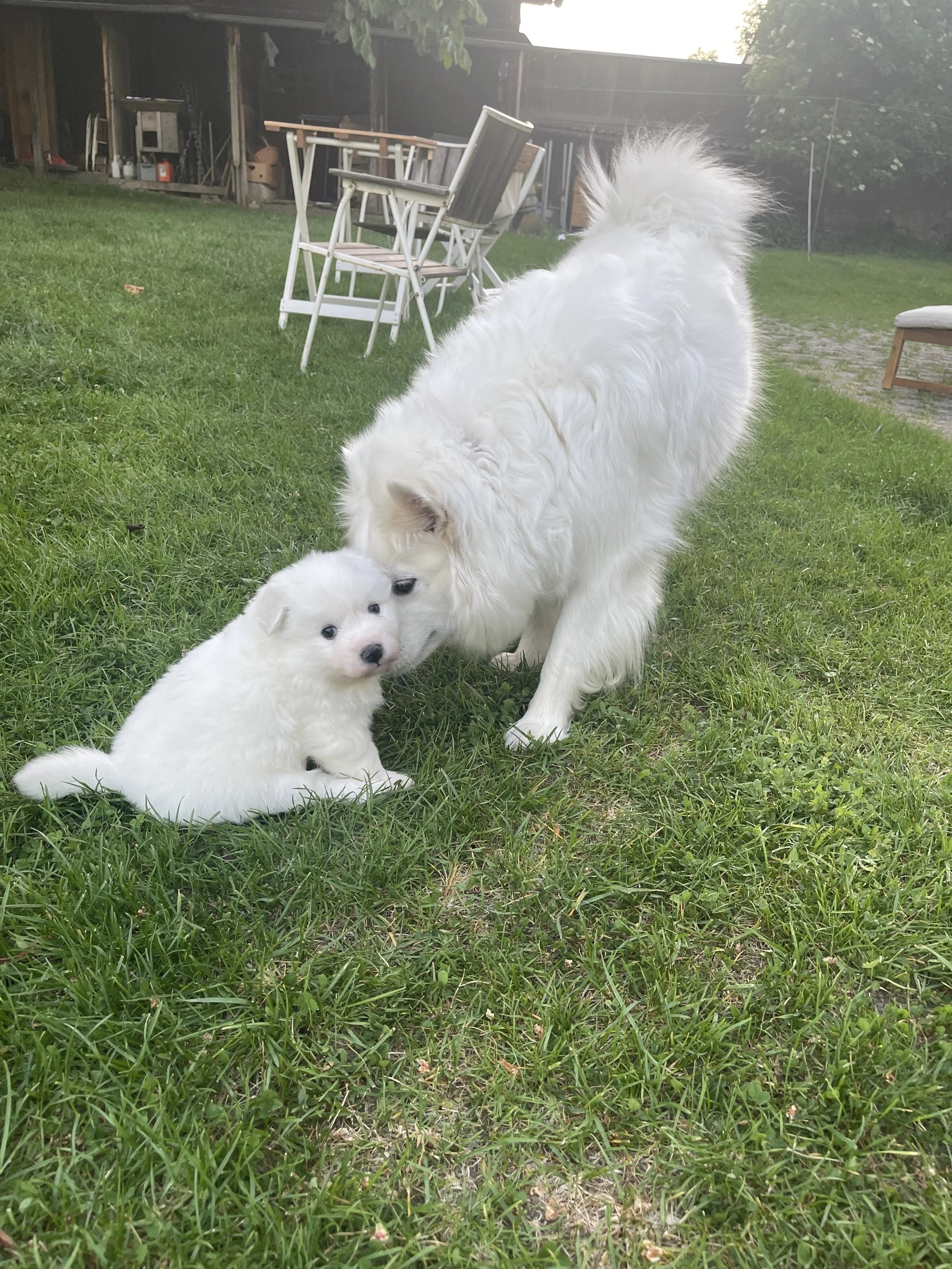 Ein großer weißer Hund spielt mit einem kleinen weißen Welpen auf einer grünen Wiese. Im Hintergrund sind Gartenmöbel und ein Holzschuppen sichtbar.