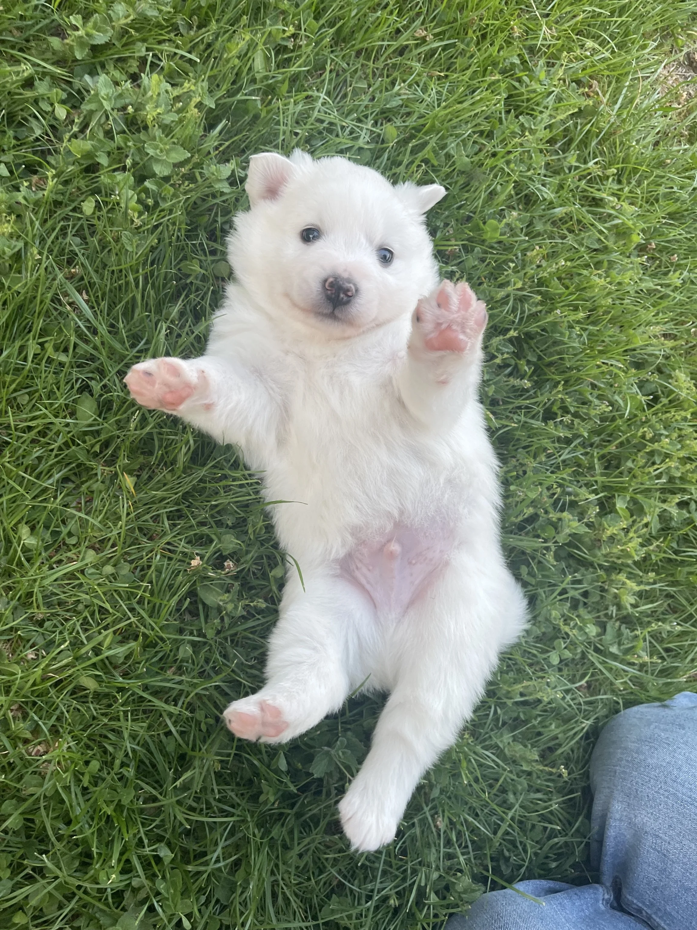 Ein weißer Großspitz Welpe liegt auf grünem Gras, blickt zur Kamera und hebt seine Vorderpfoten.