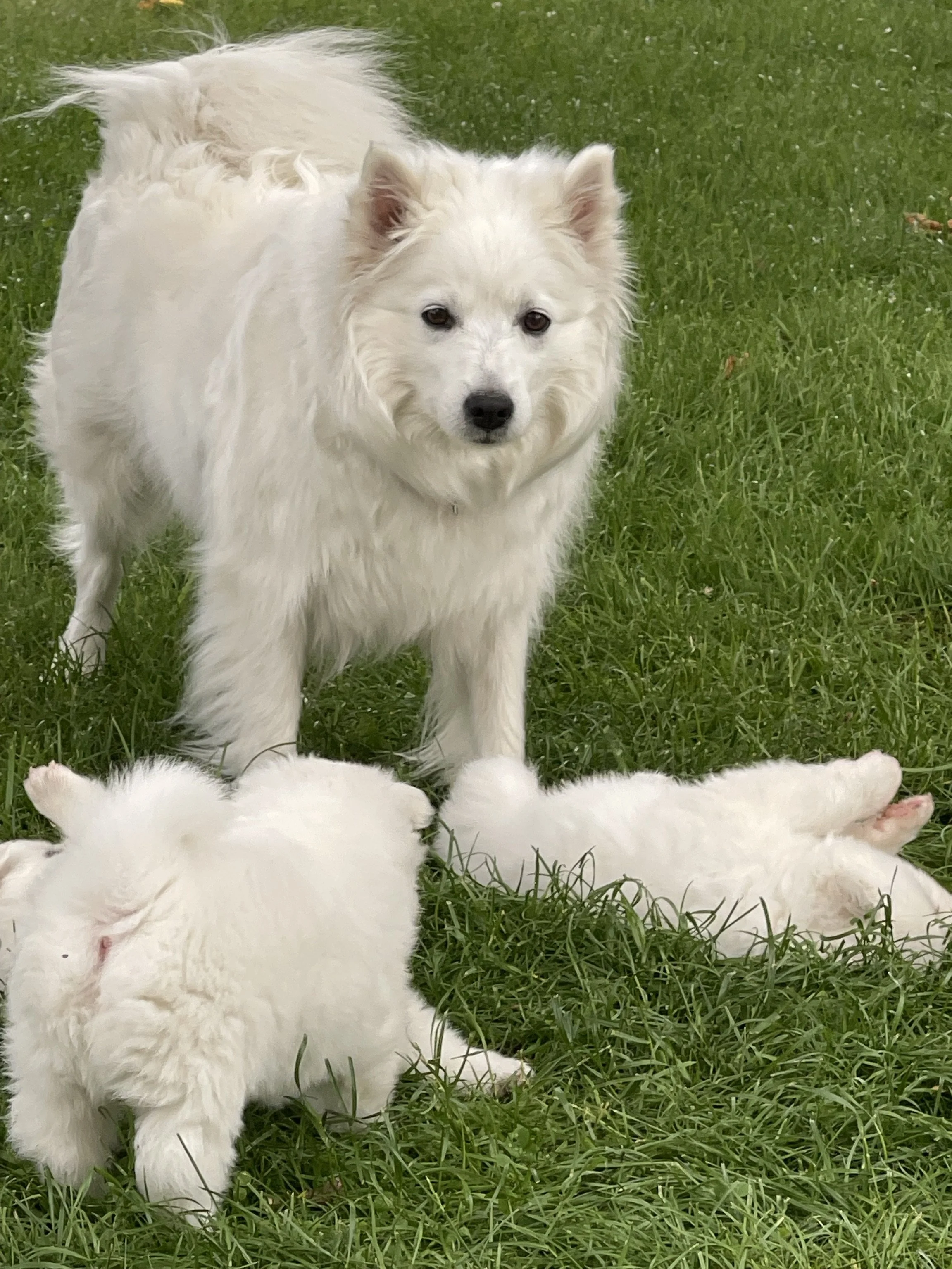 Hübscher, weißer Hund mit dichten, flauschigen Fell, steht auf Gras, während mehrere kleine, Welpen um ihn herum sitzen und auf dem Rasen liegen.