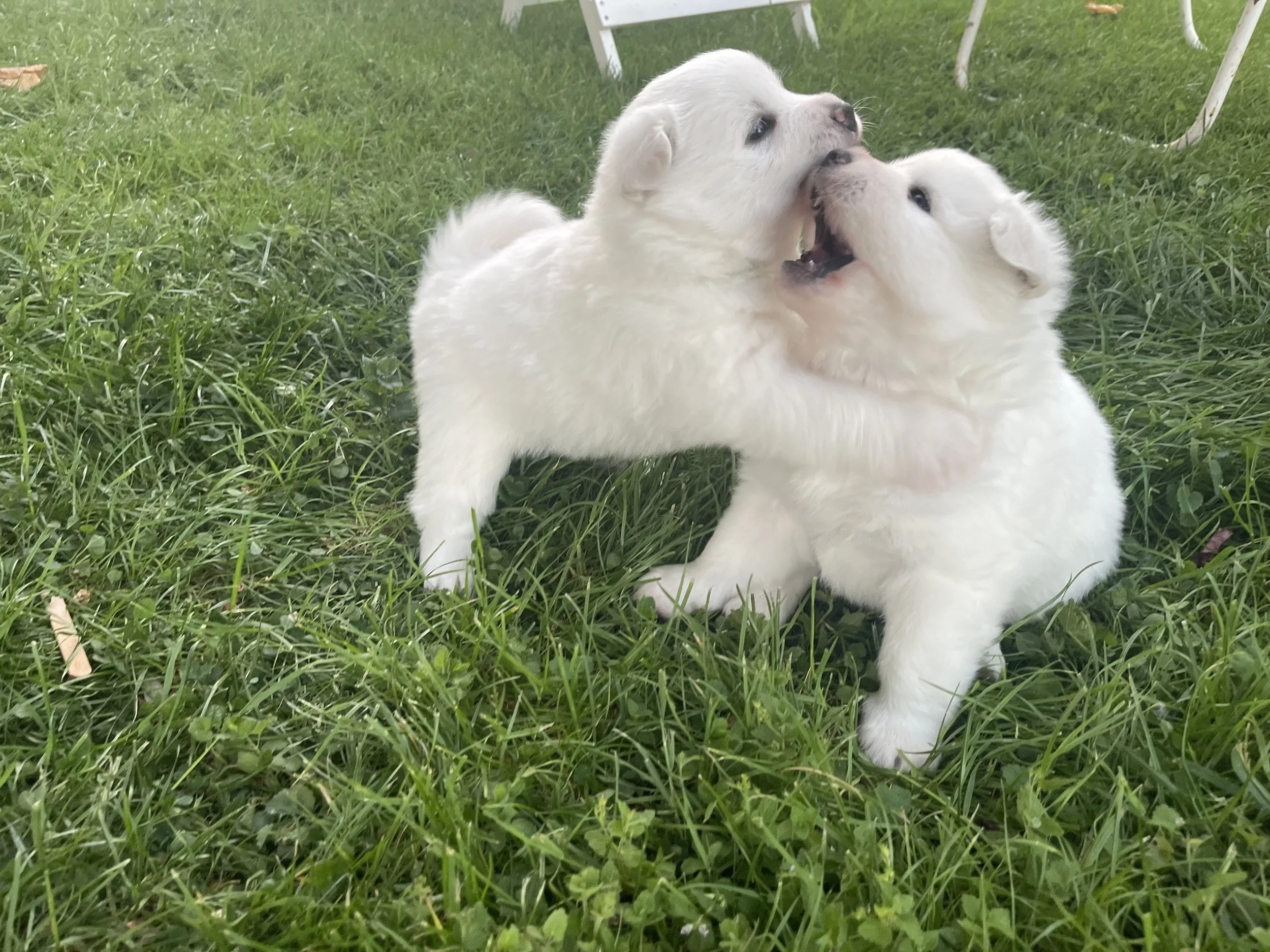 Zwei kleine weiße Hundewelpen spielen im gras. Im Hintergrund sind Gartenmöbel sichtbar.