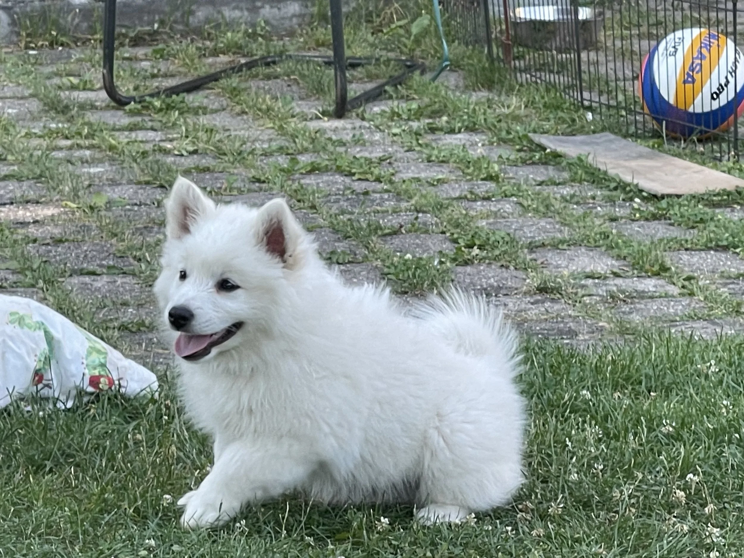 Ein weißer Hund liegt im Gras vor einer Steinmauer. Im Hintergrund sind ein Basketball und ein Zaun zu sehen.