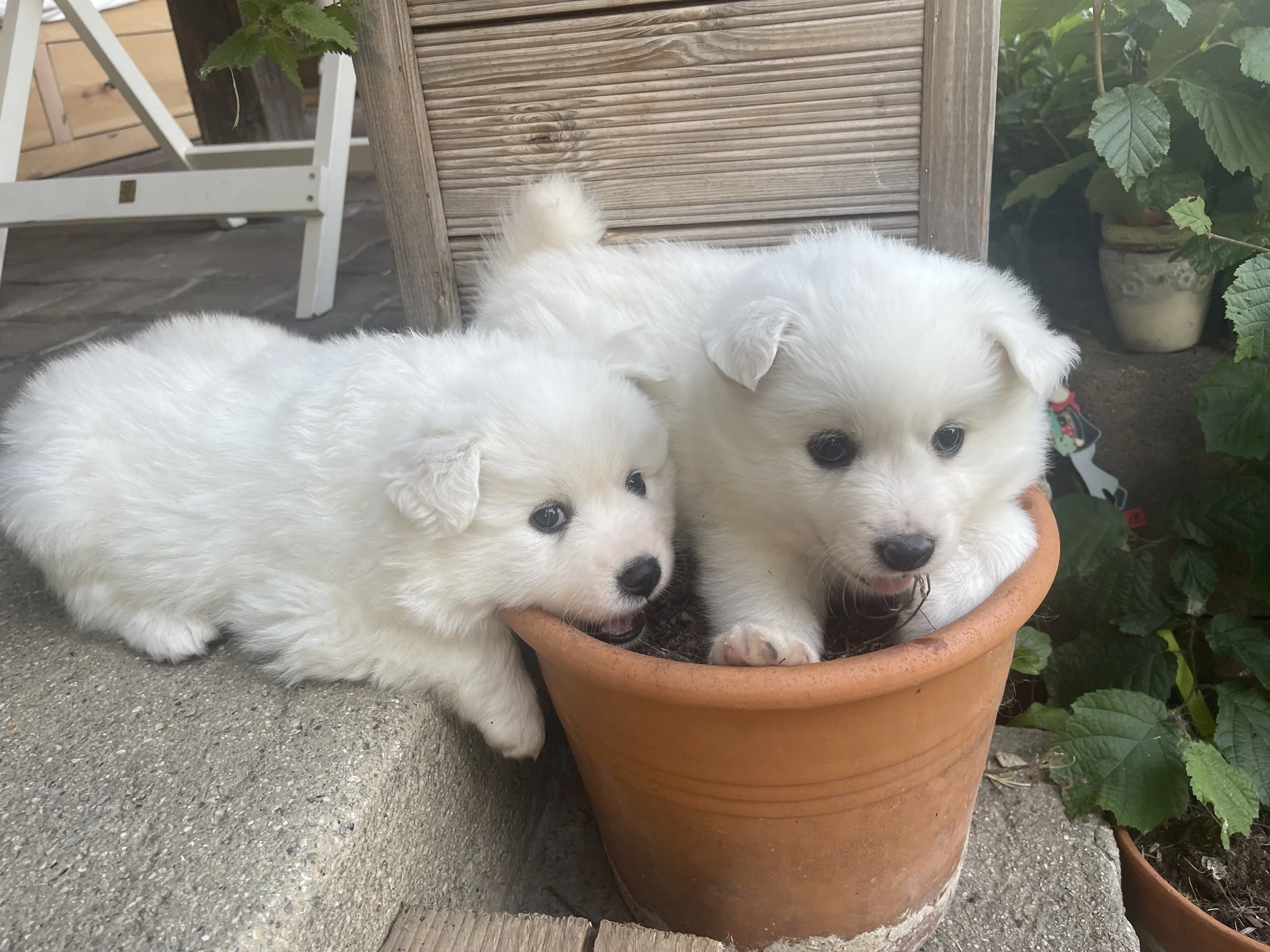 Zwei weiße Welpen sitzen in einer großen Terrakotta-Blumentopf auf der Terrasse.