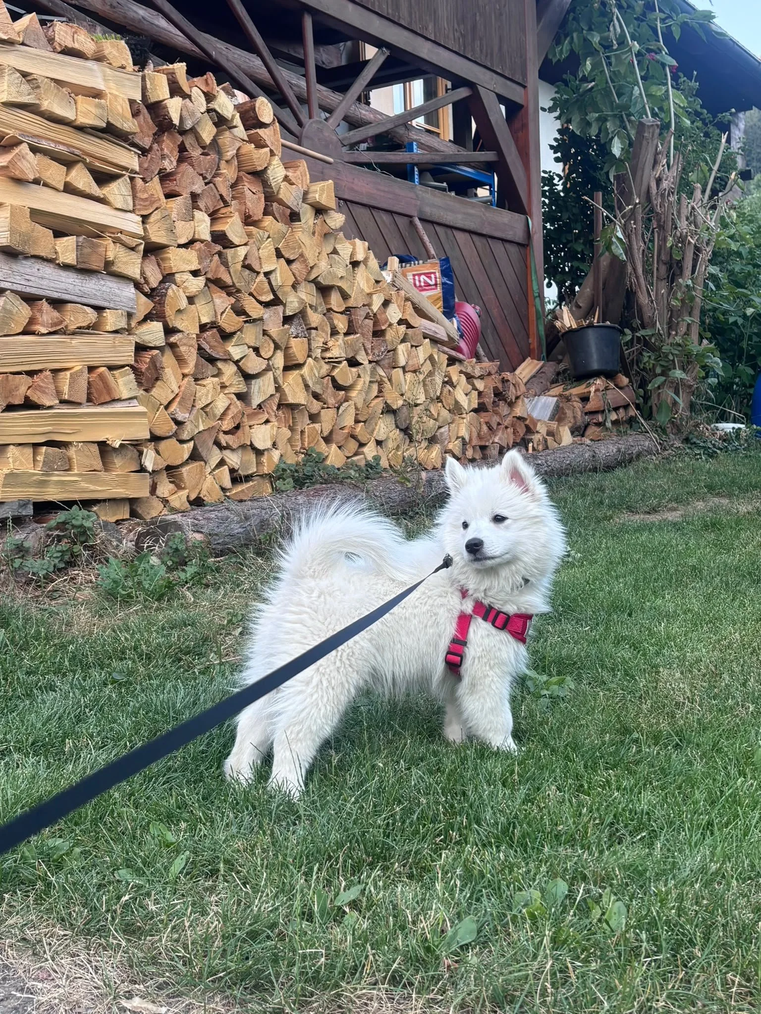 Großspitz Welpe Apollo.