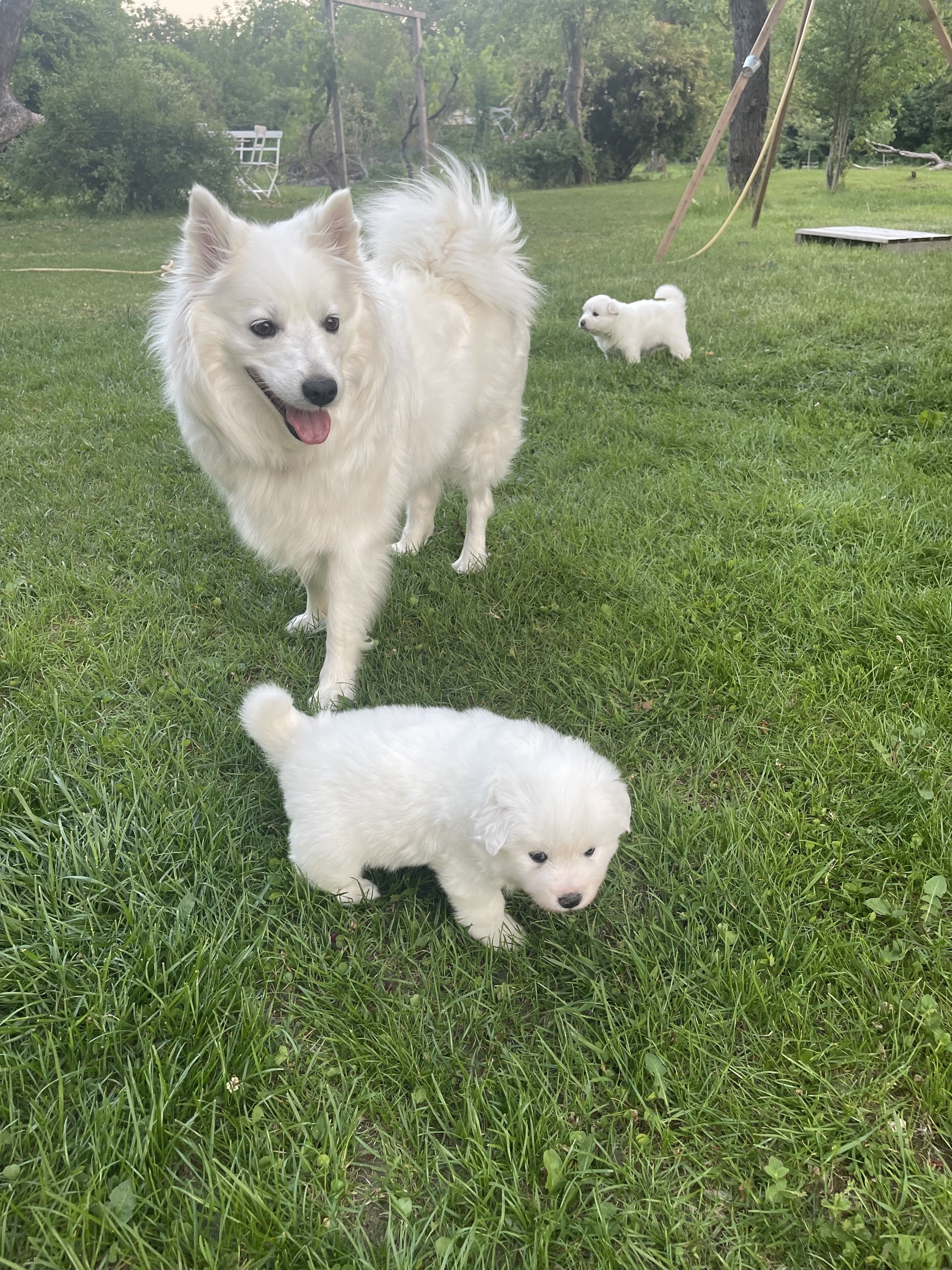 Ein weißer Hund läuft auf einer grünen Wiese, im Hintergrund befinden sich kleine weiße Hunde und Bäume.