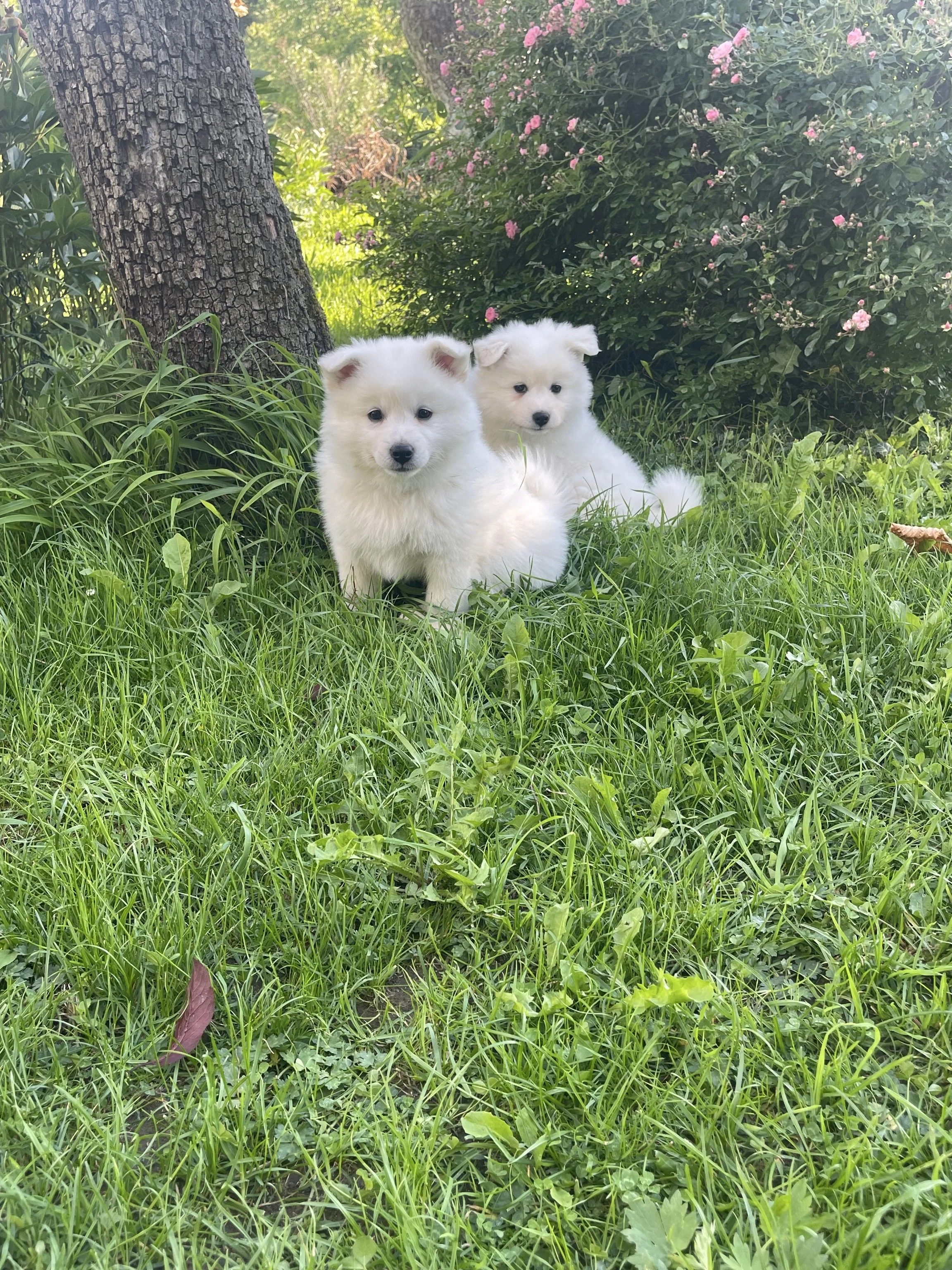 Zwei weiße Hundebabys sitzen im grünen Gras.